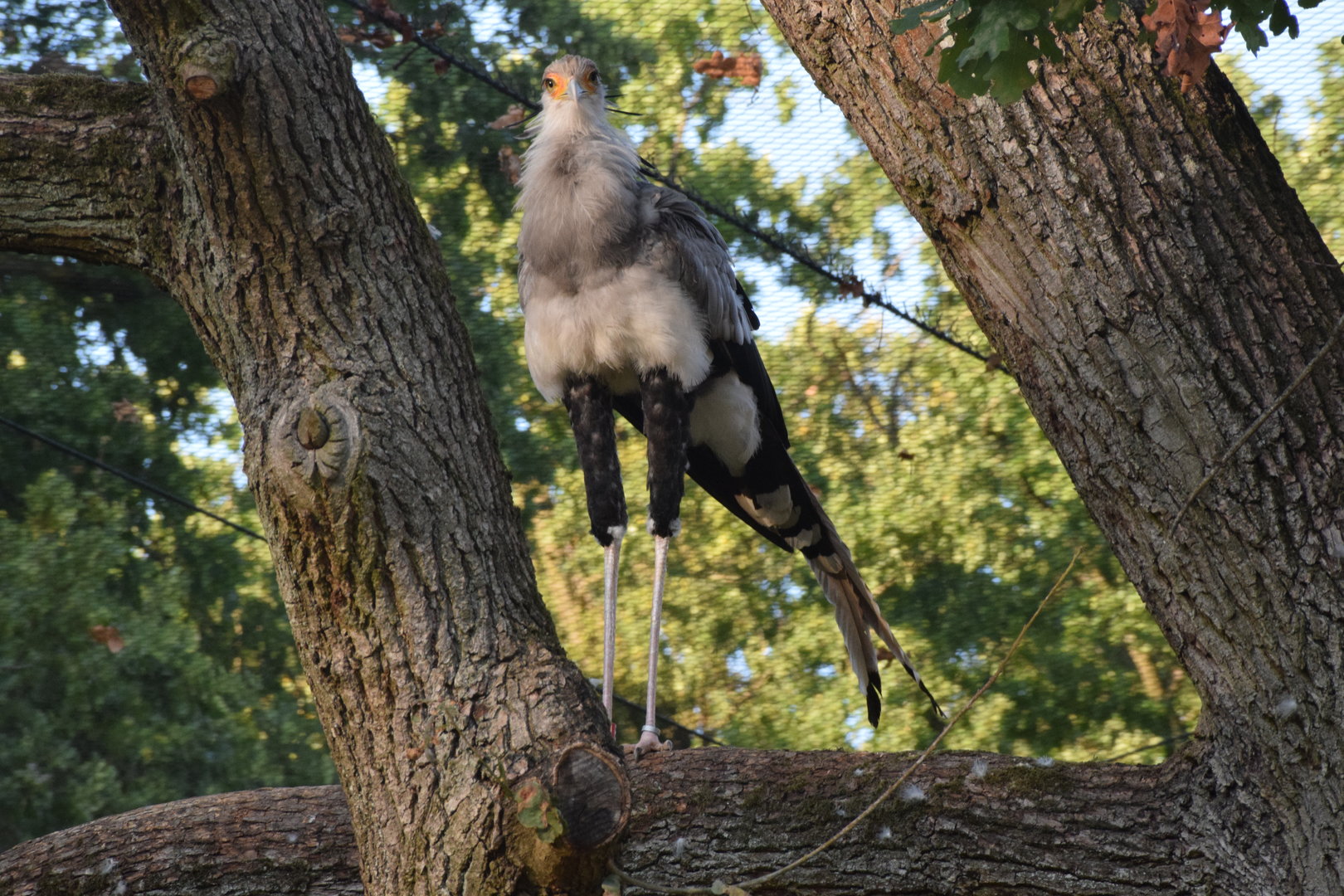 Secretary bird - September 2023