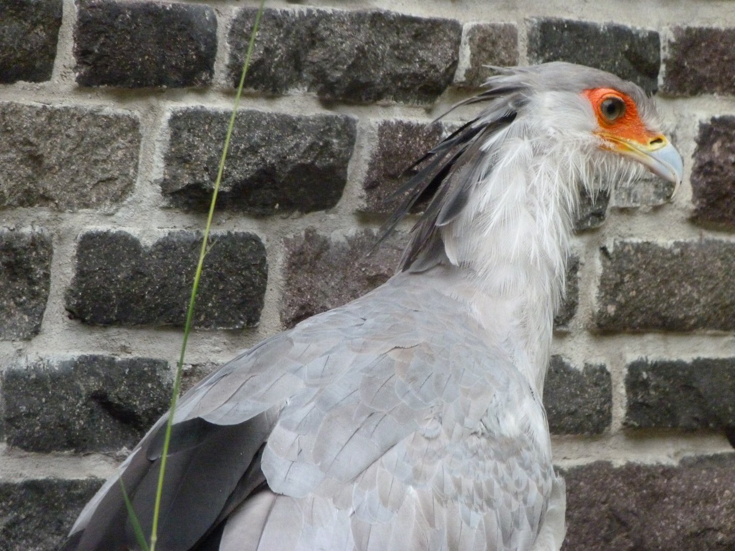 Secretary bird -Tierpark Berlin (2024)