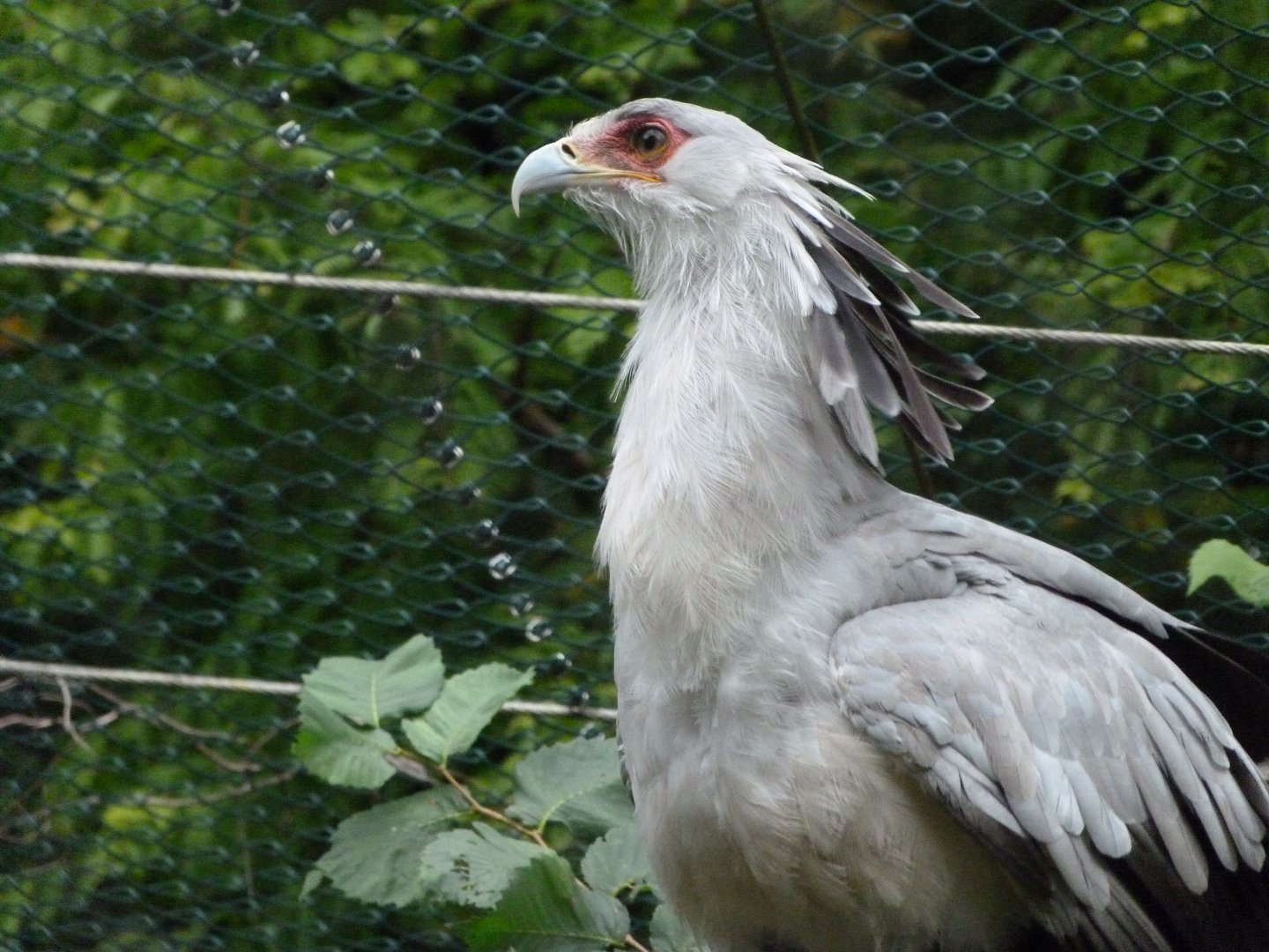 Secretary bird -Tierpark Berlin (2024)