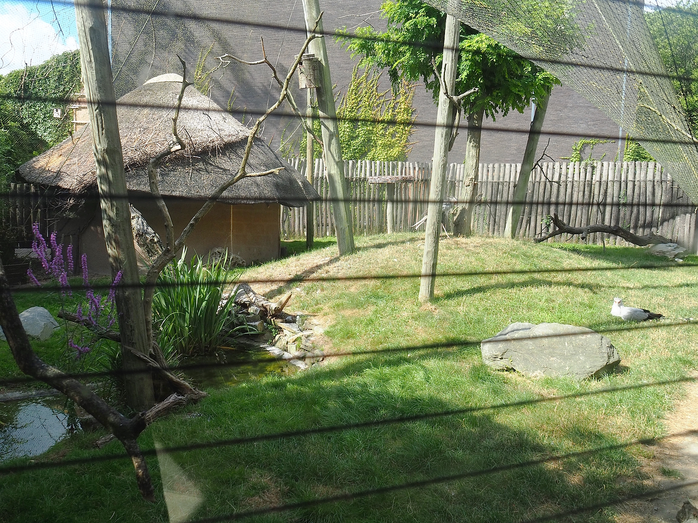 Secretary bird, Vulturine guineafowl, European roller and Emin's turaco aviary, 2022-07-16