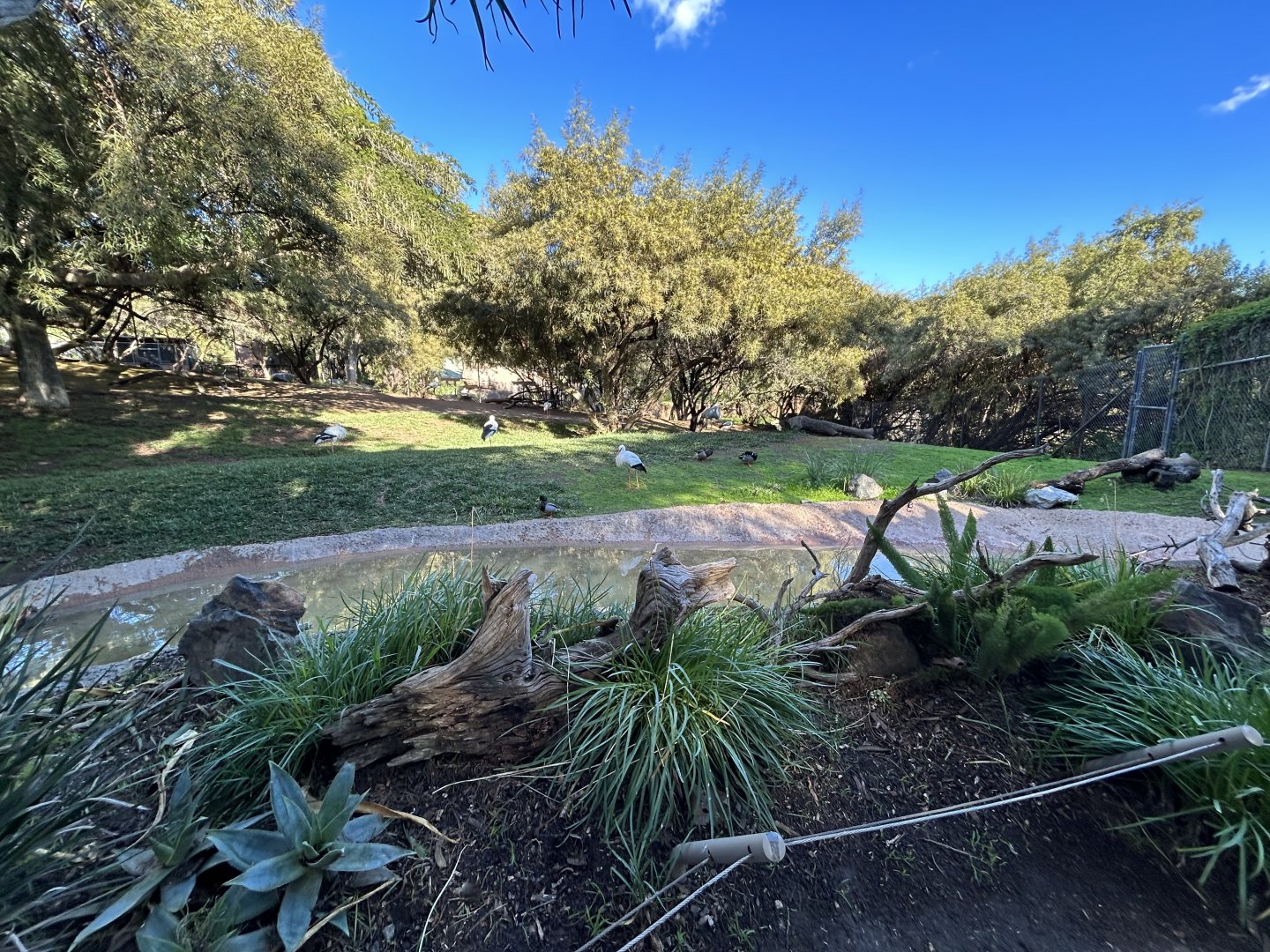 Secretary Bird & White Stork Exhibit - African Loop