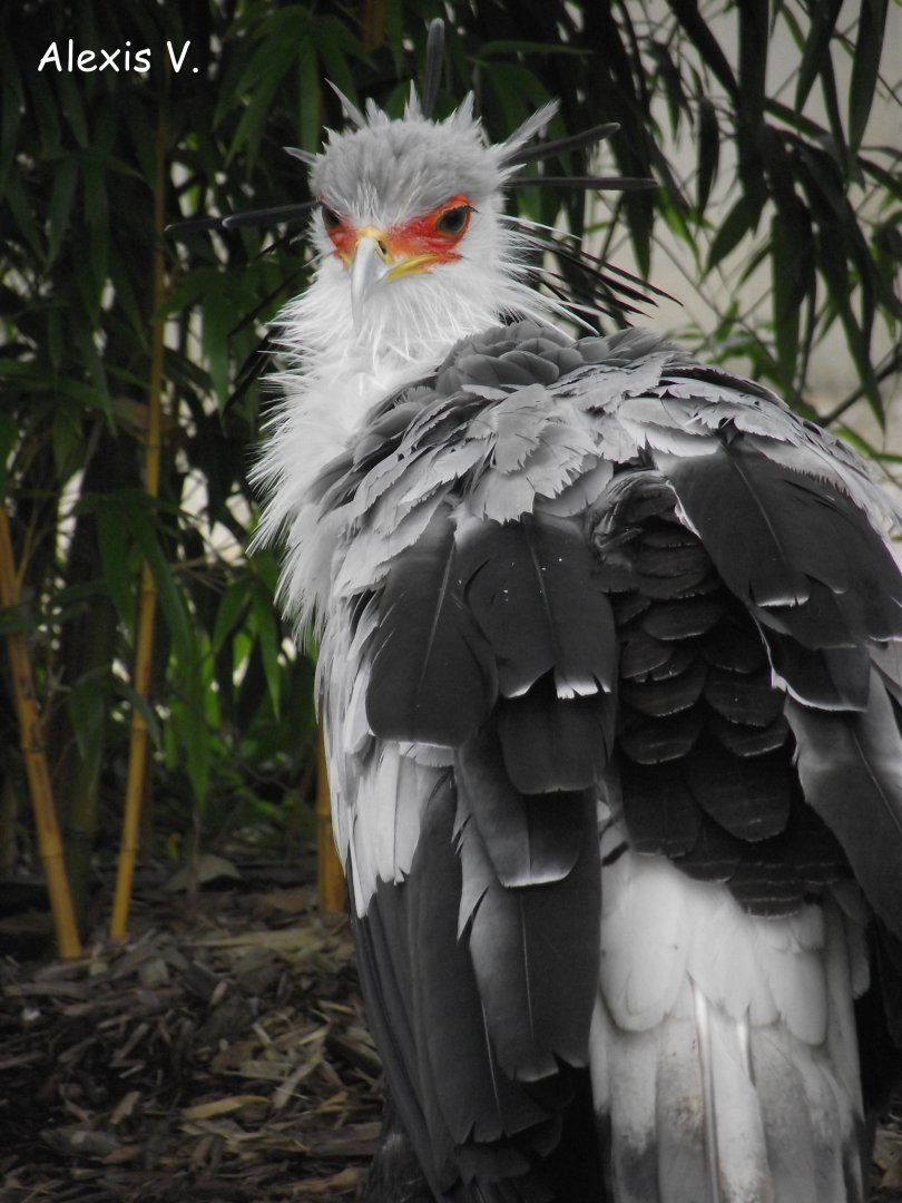 Secretary Bird - Zooparc de Beauval - 09/2016