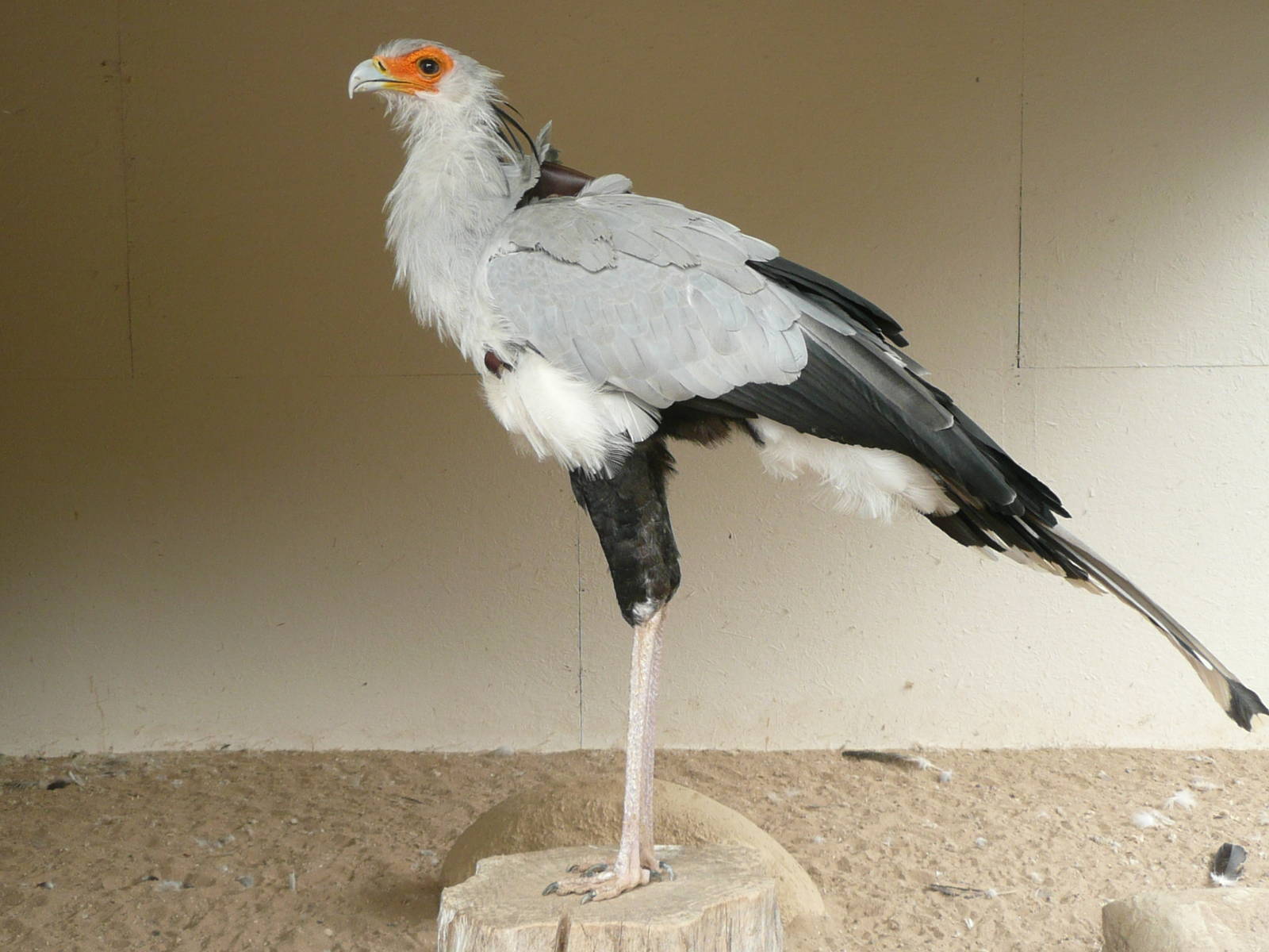 Secretary Bird