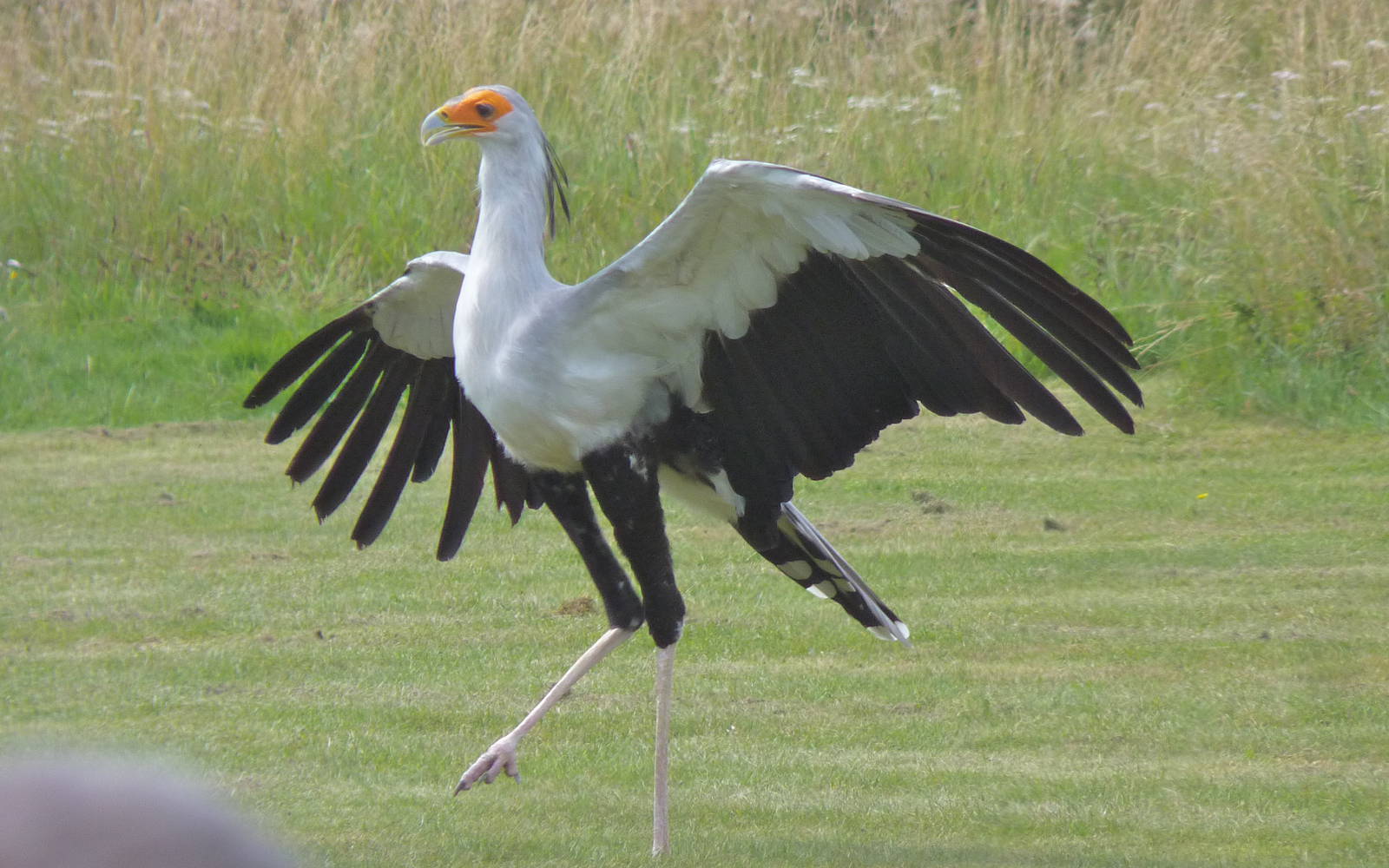 Secretary Bird
