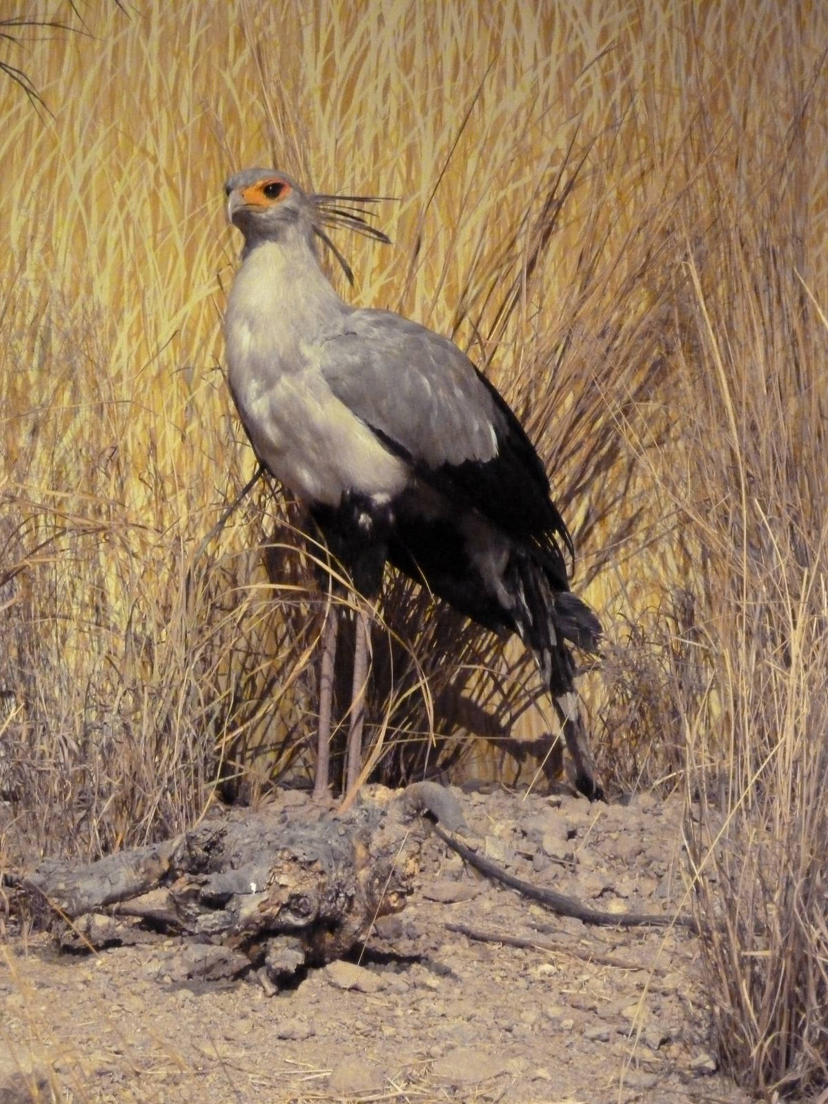 Secretary Bird