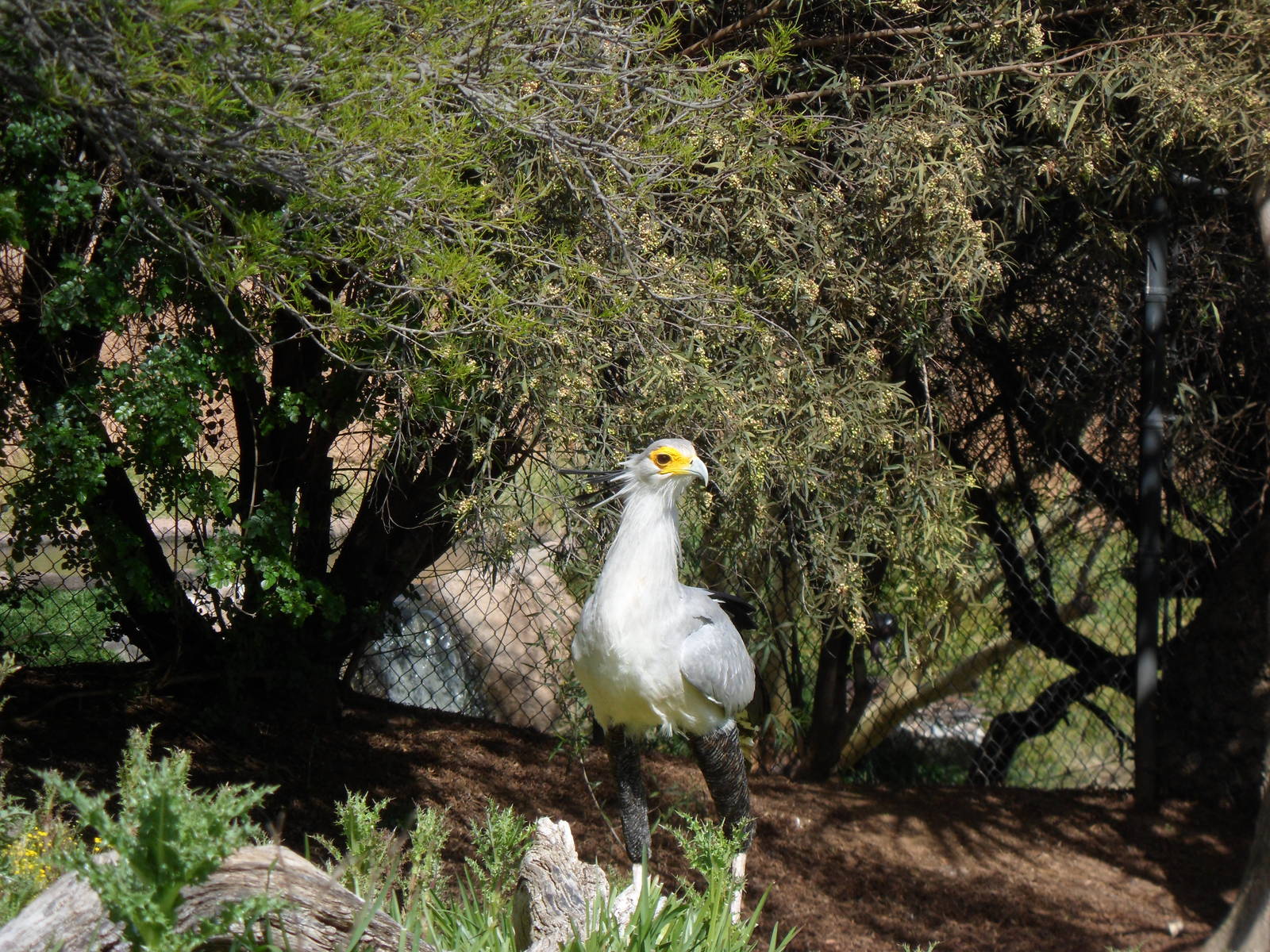 Secretary Bird