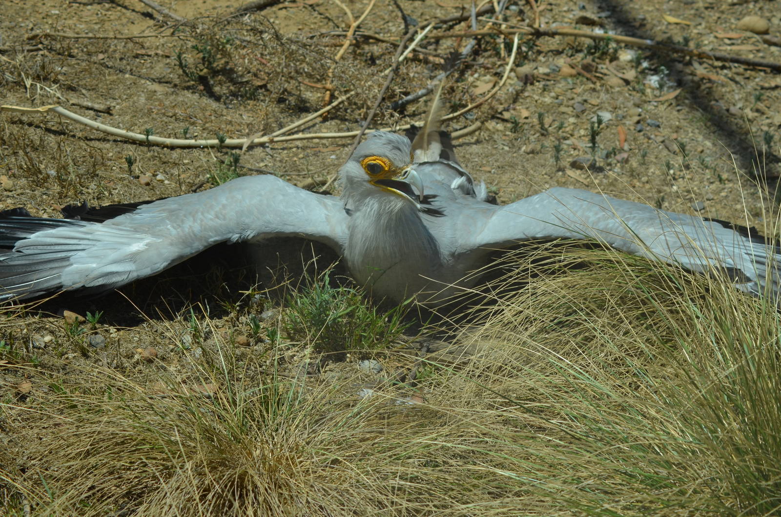Secretary Bird