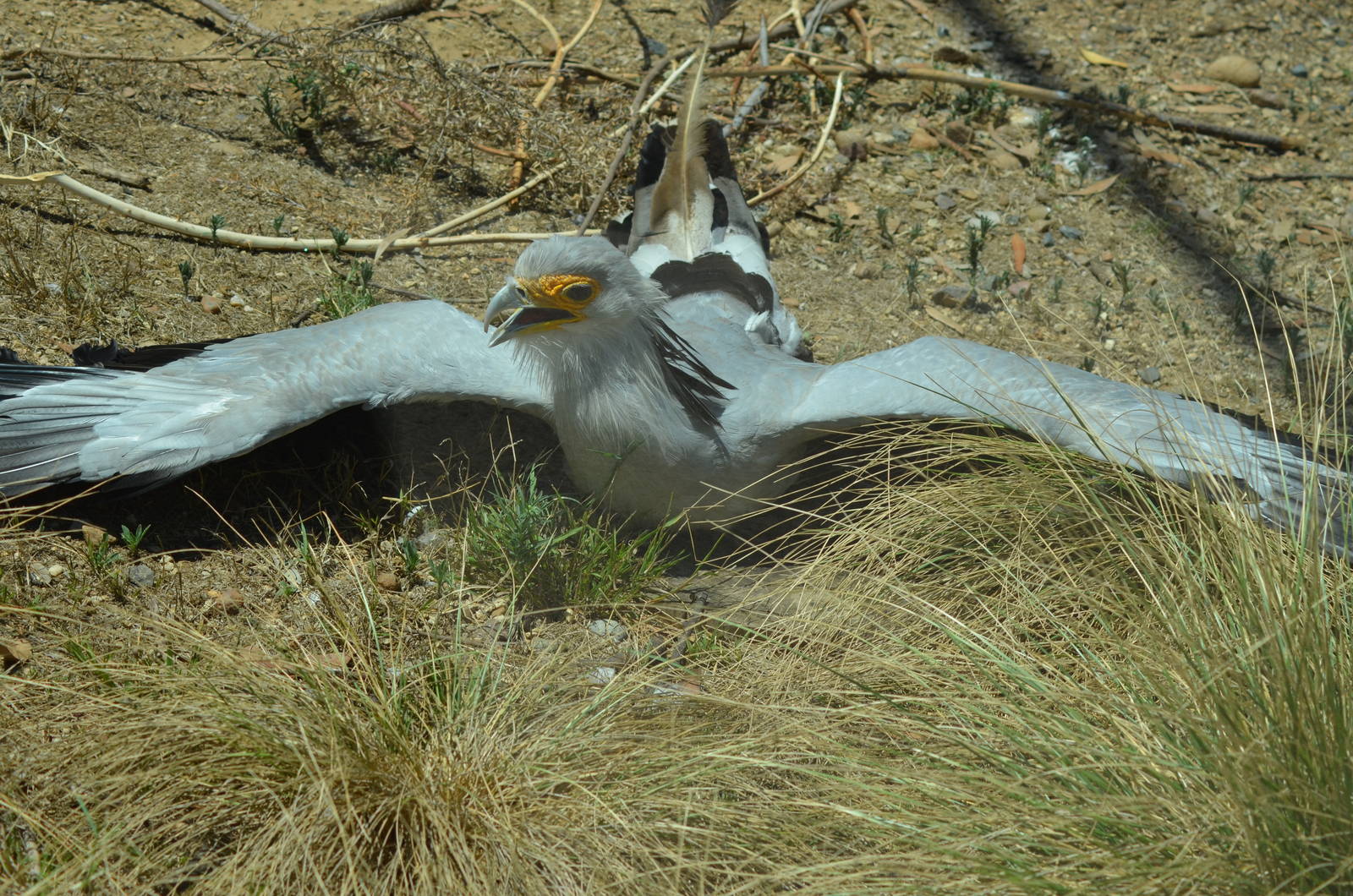 Secretary Bird