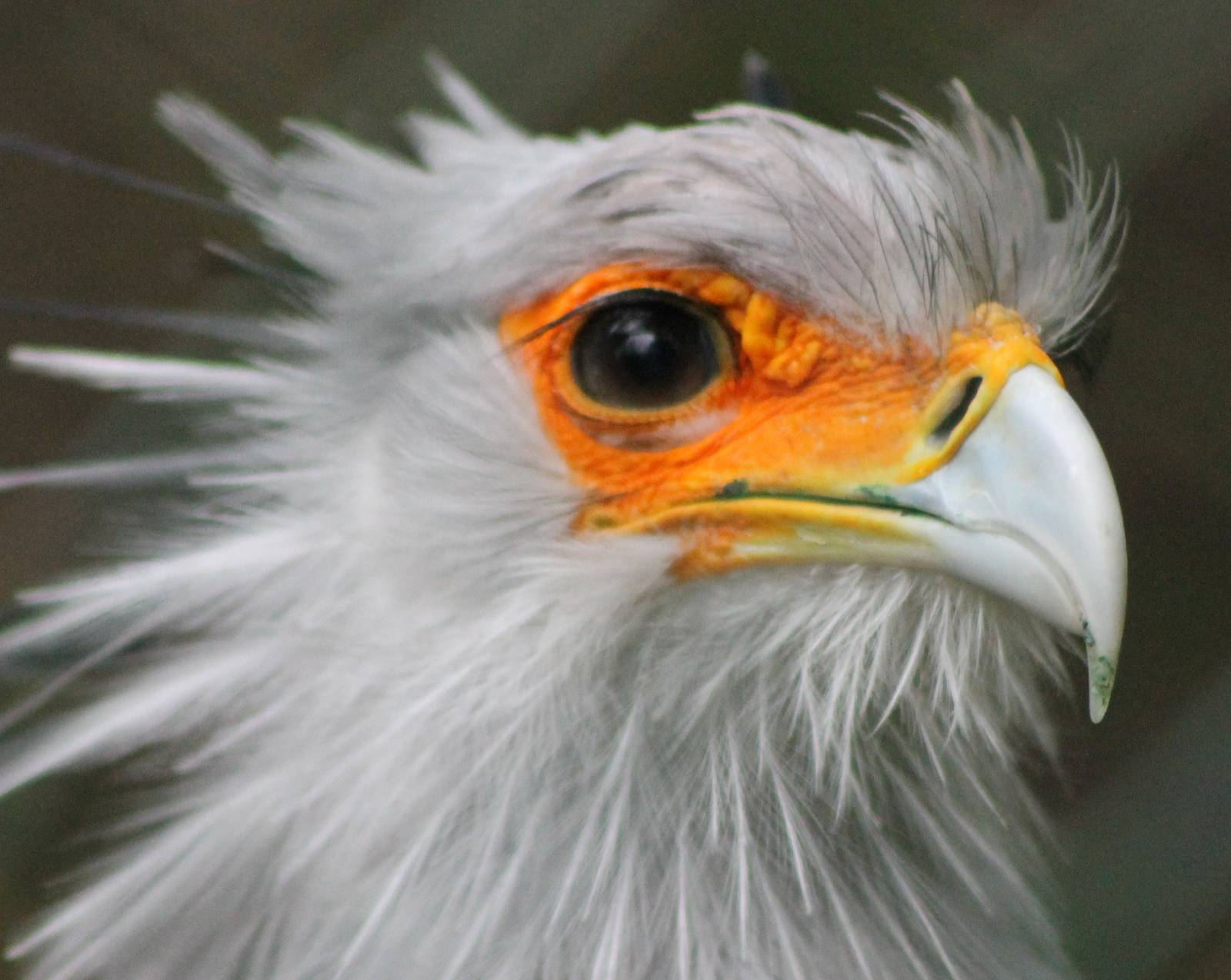 secretary bird