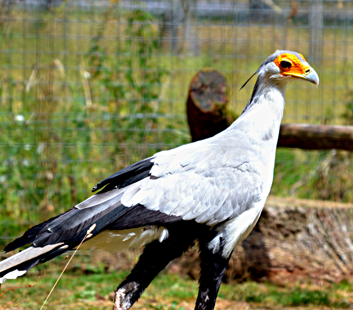 SECRETARY BIRD