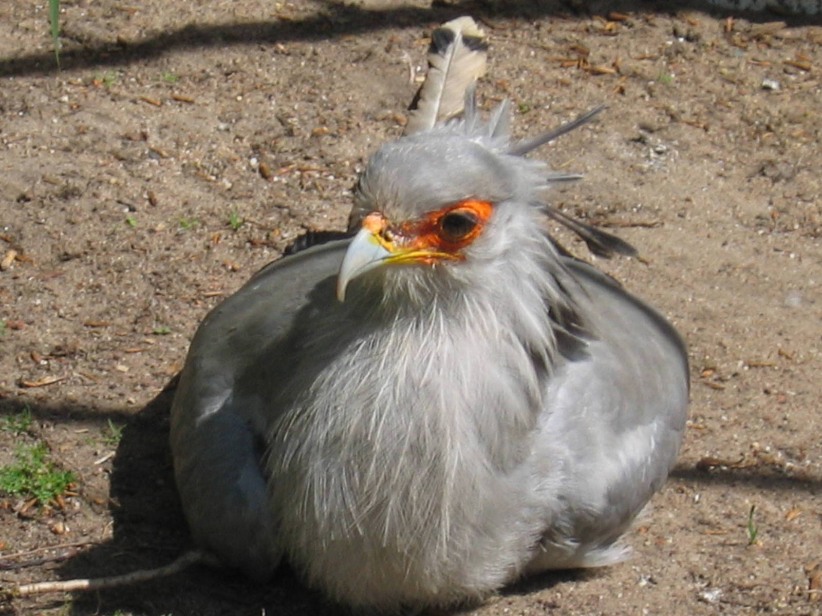 Secretary Bird