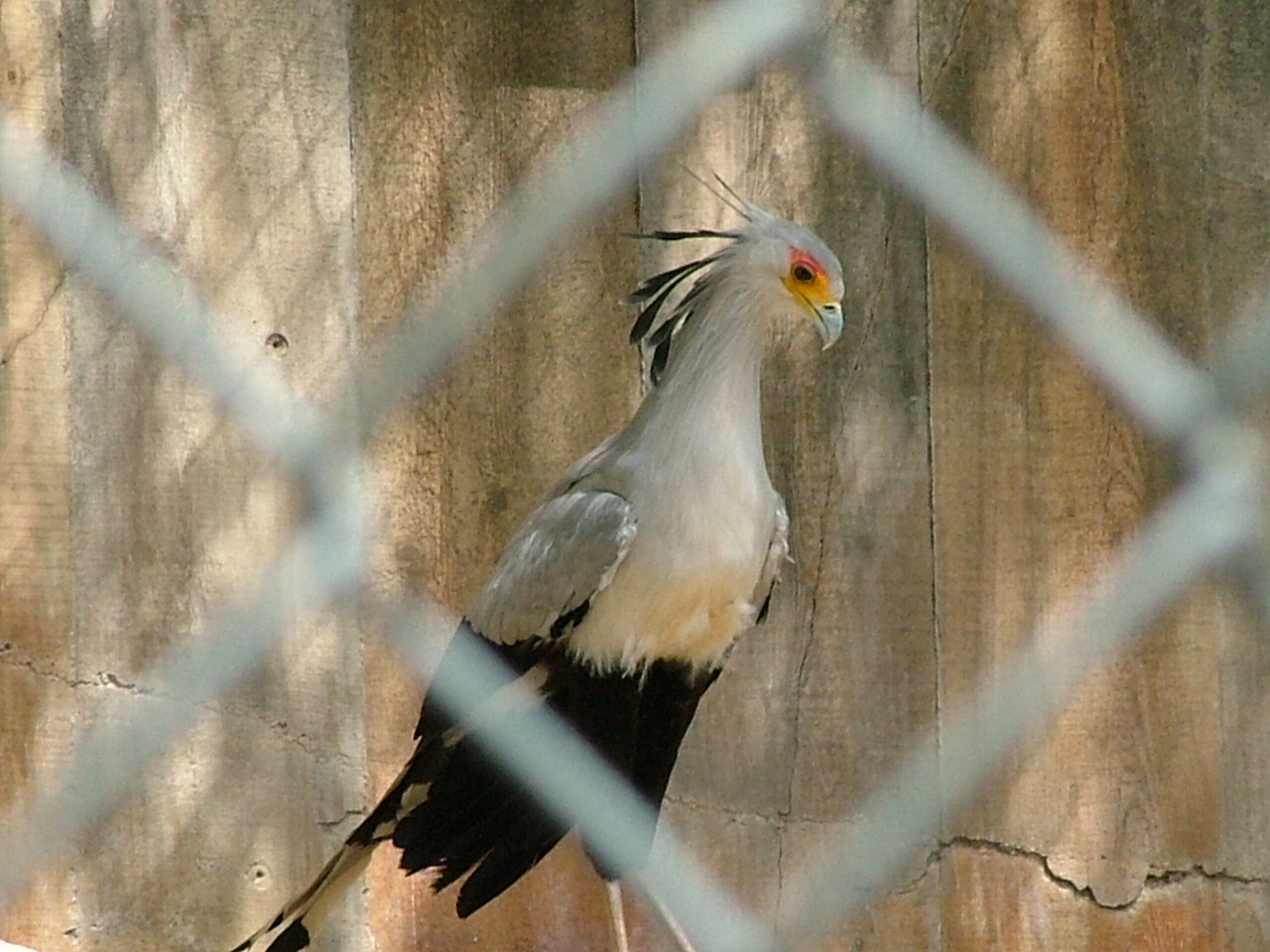Secretary bird