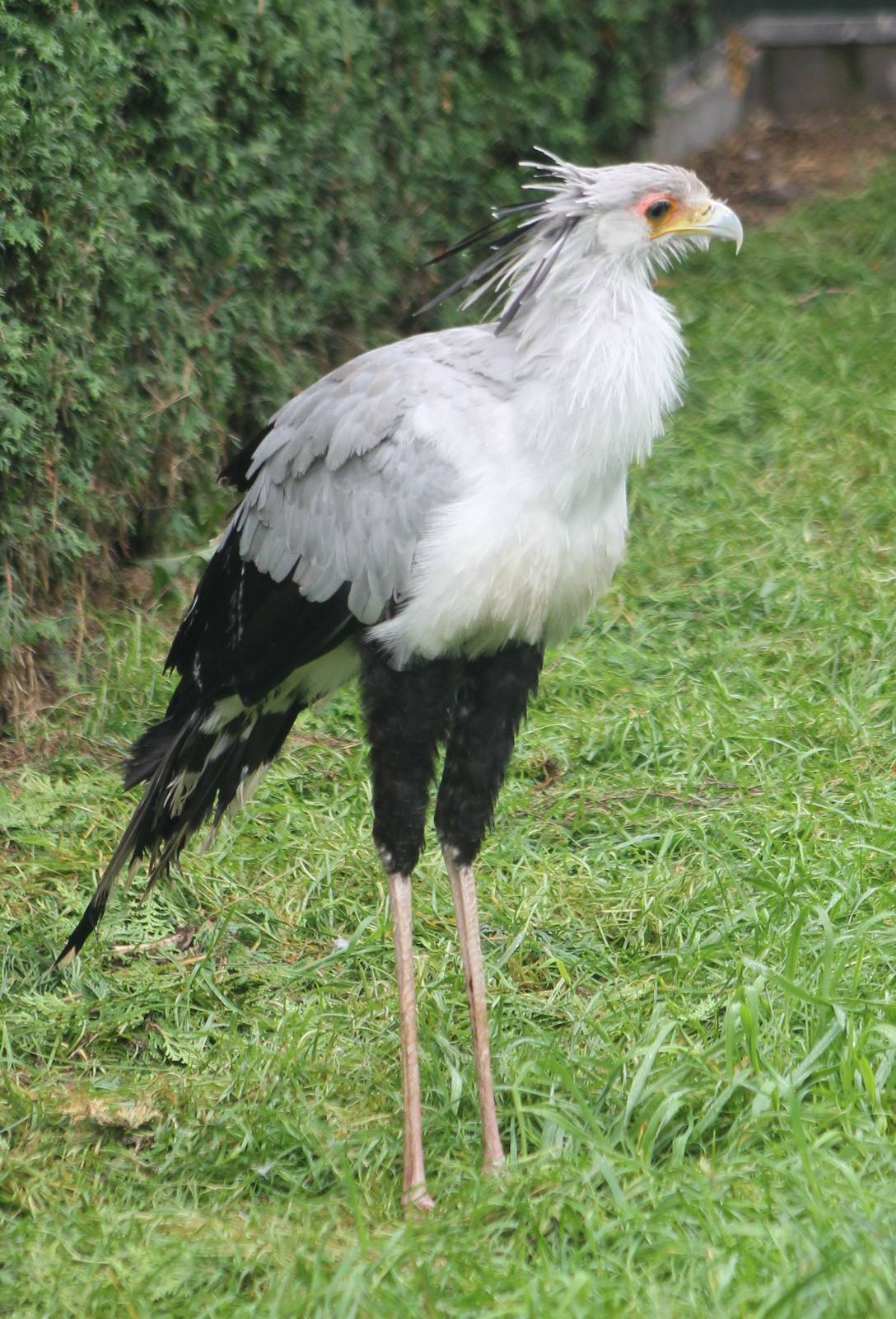 Secretary bird