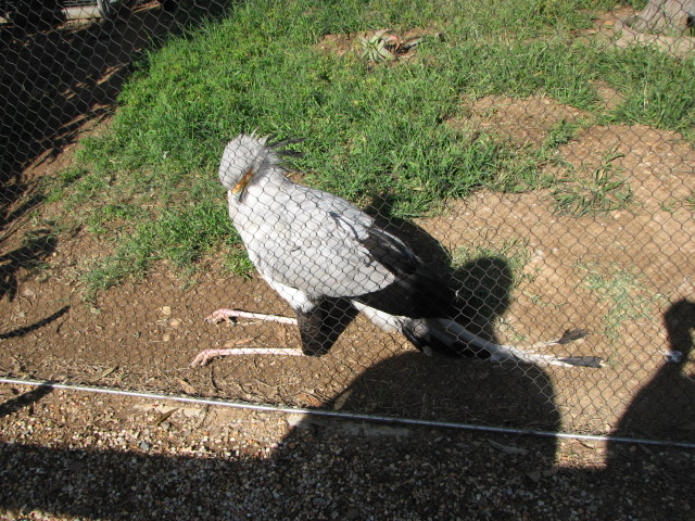 Secretary bird