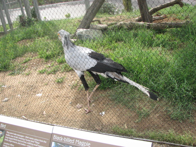 Secretary Bird