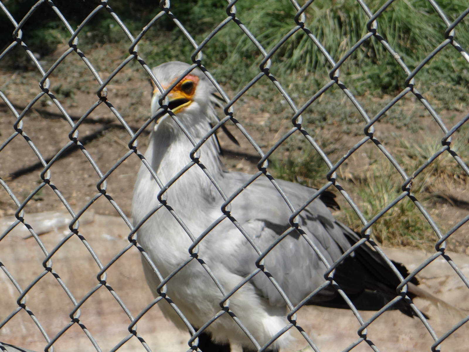 Secretary bird