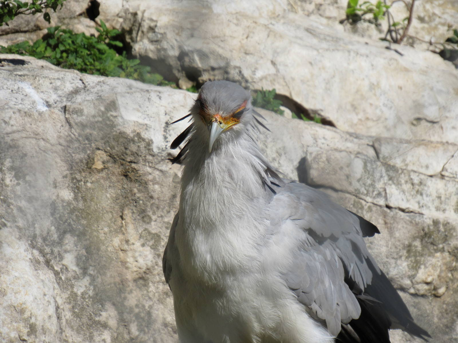Secretary Bird