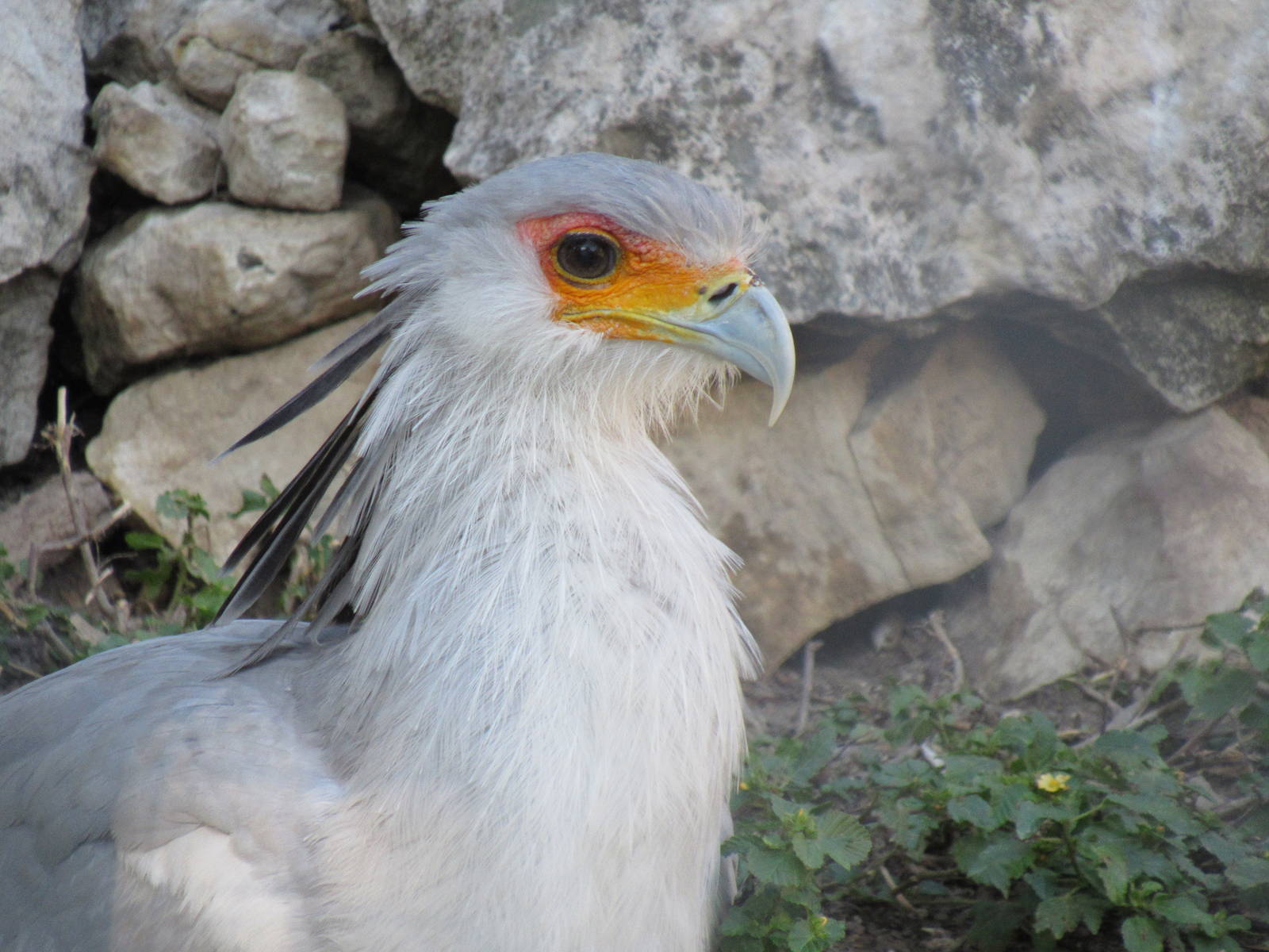 Secretary Bird