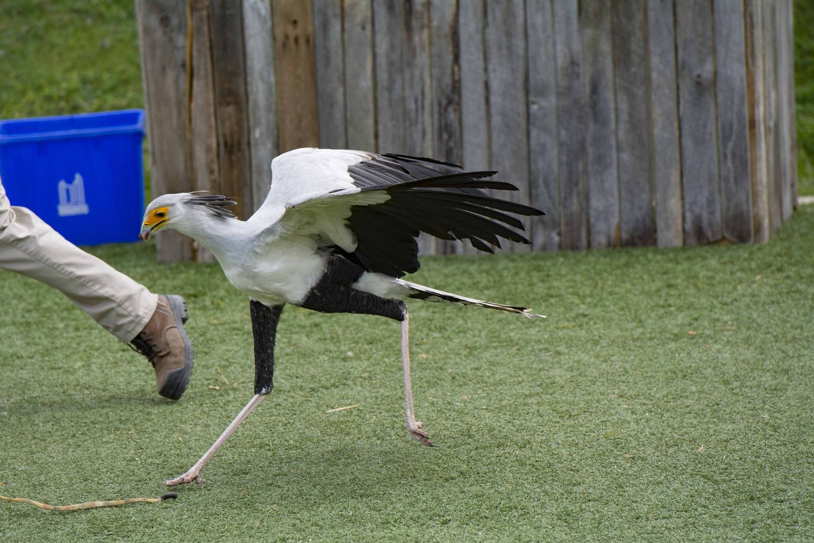 Secretary Bird