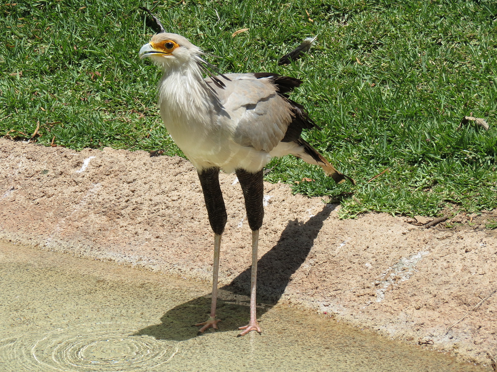 Secretary Bird