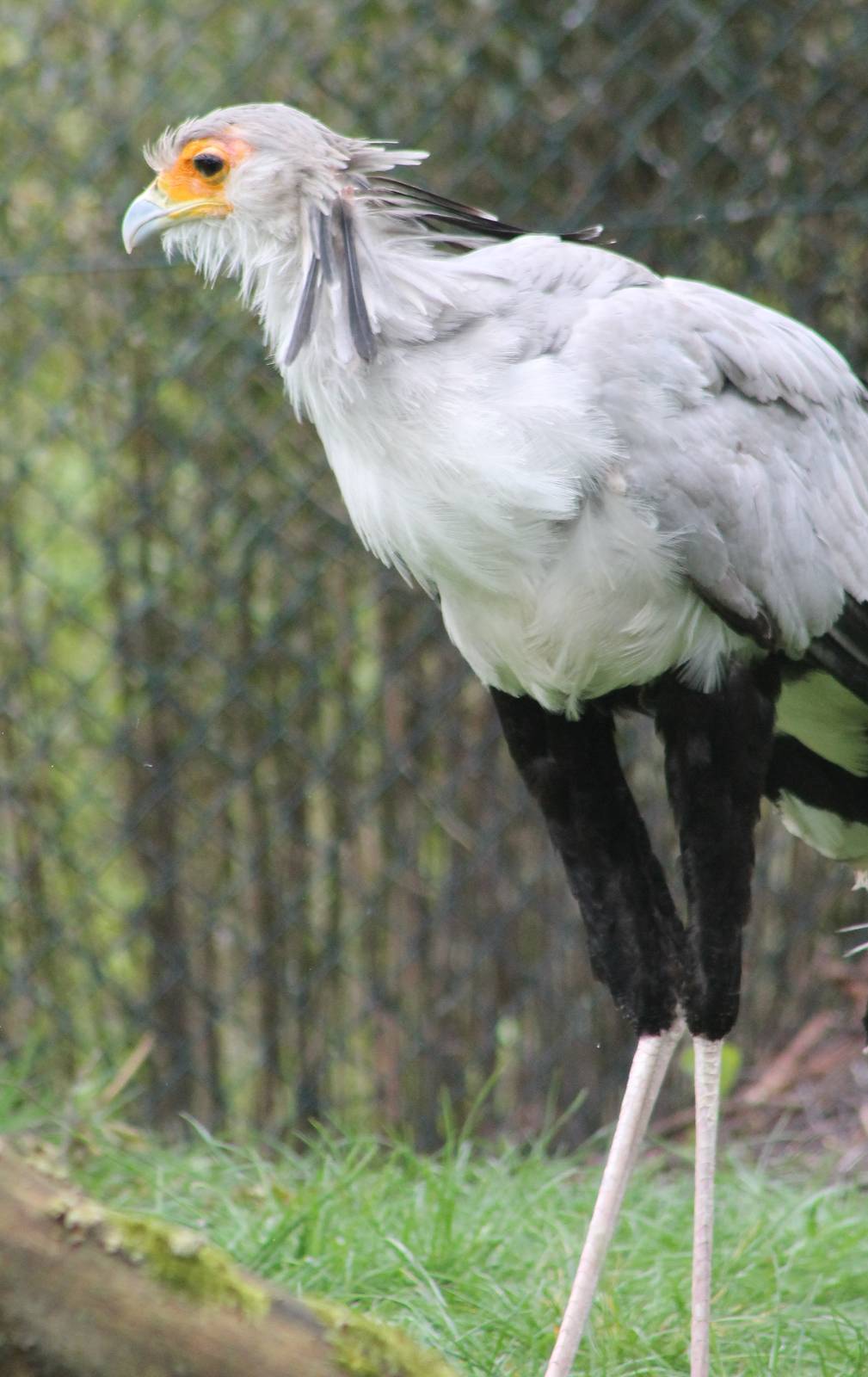 Secretary bird