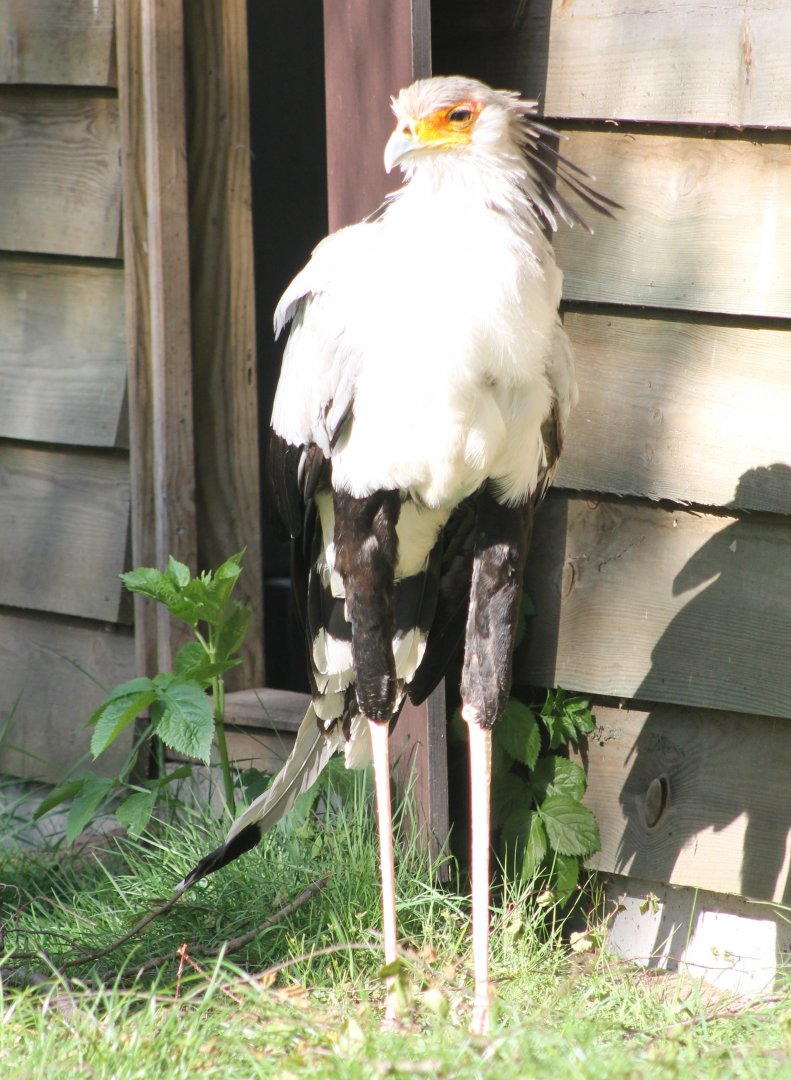 Secretary bird
