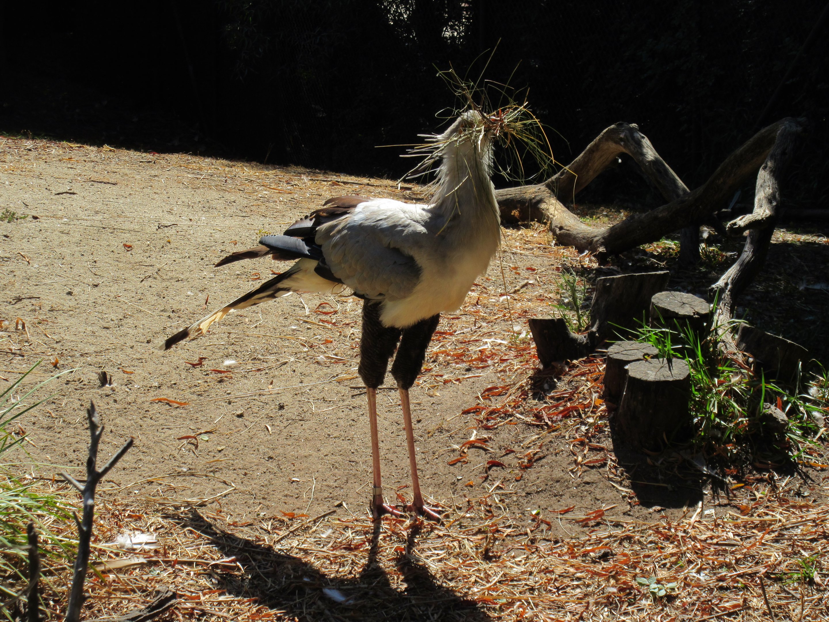 Secretary Bird