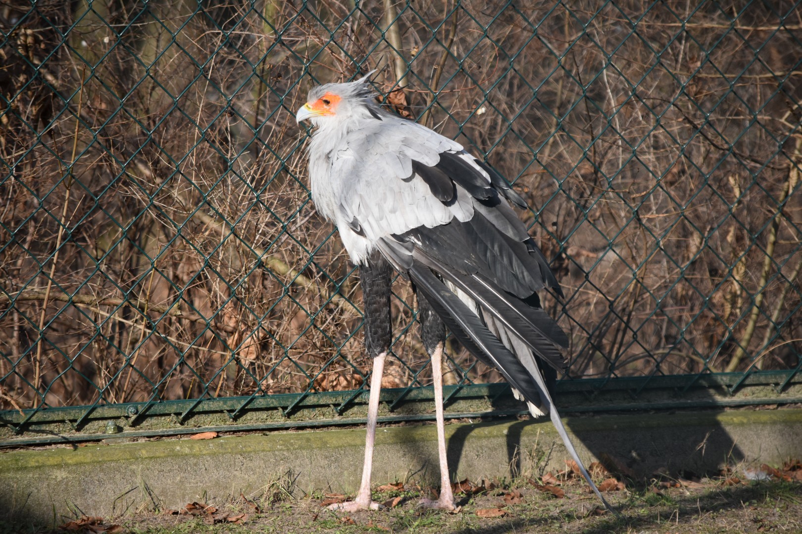 Secretary bird