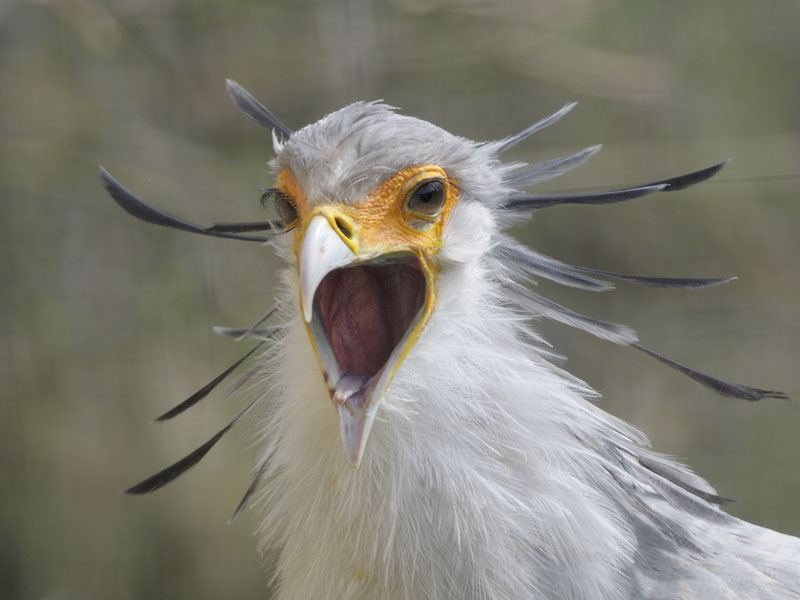 Secretary bird