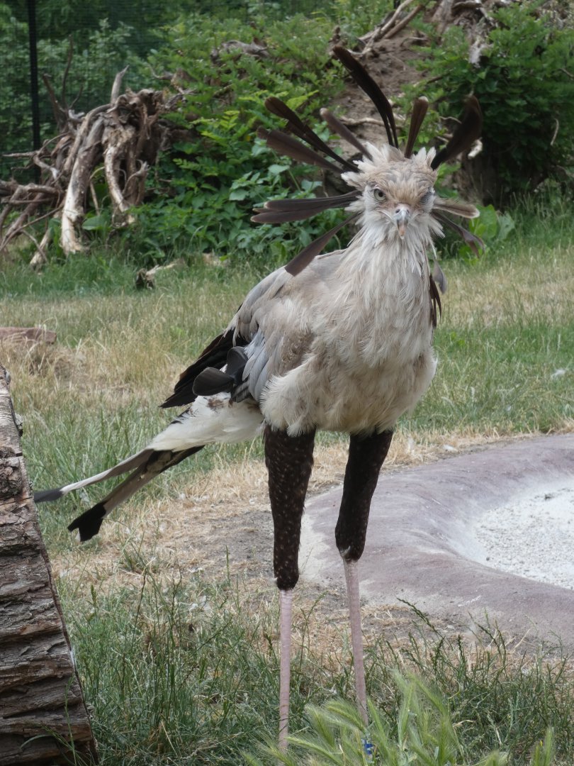 Secretary Bird