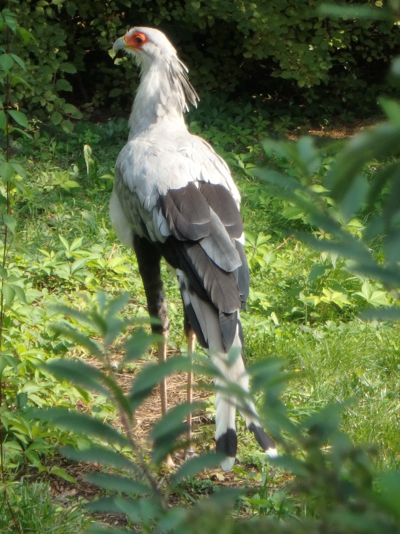 Secretary bird