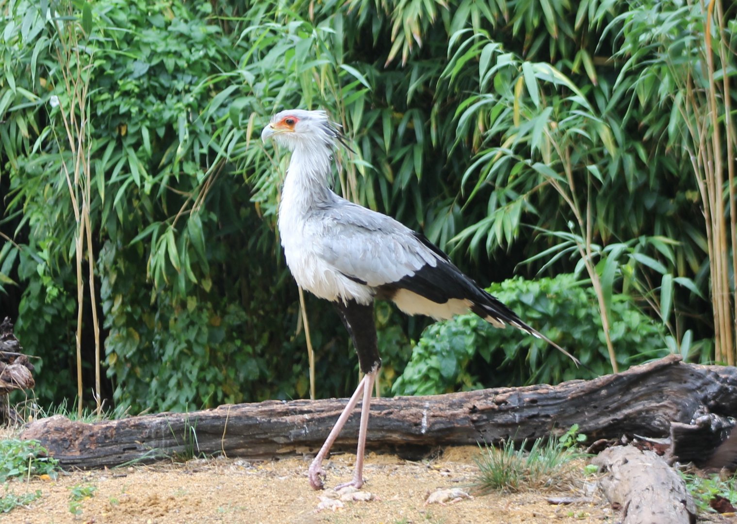 Secretary bird