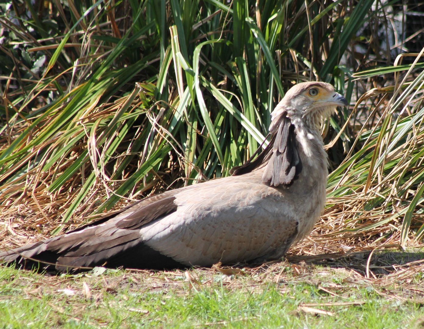 Secretary bird