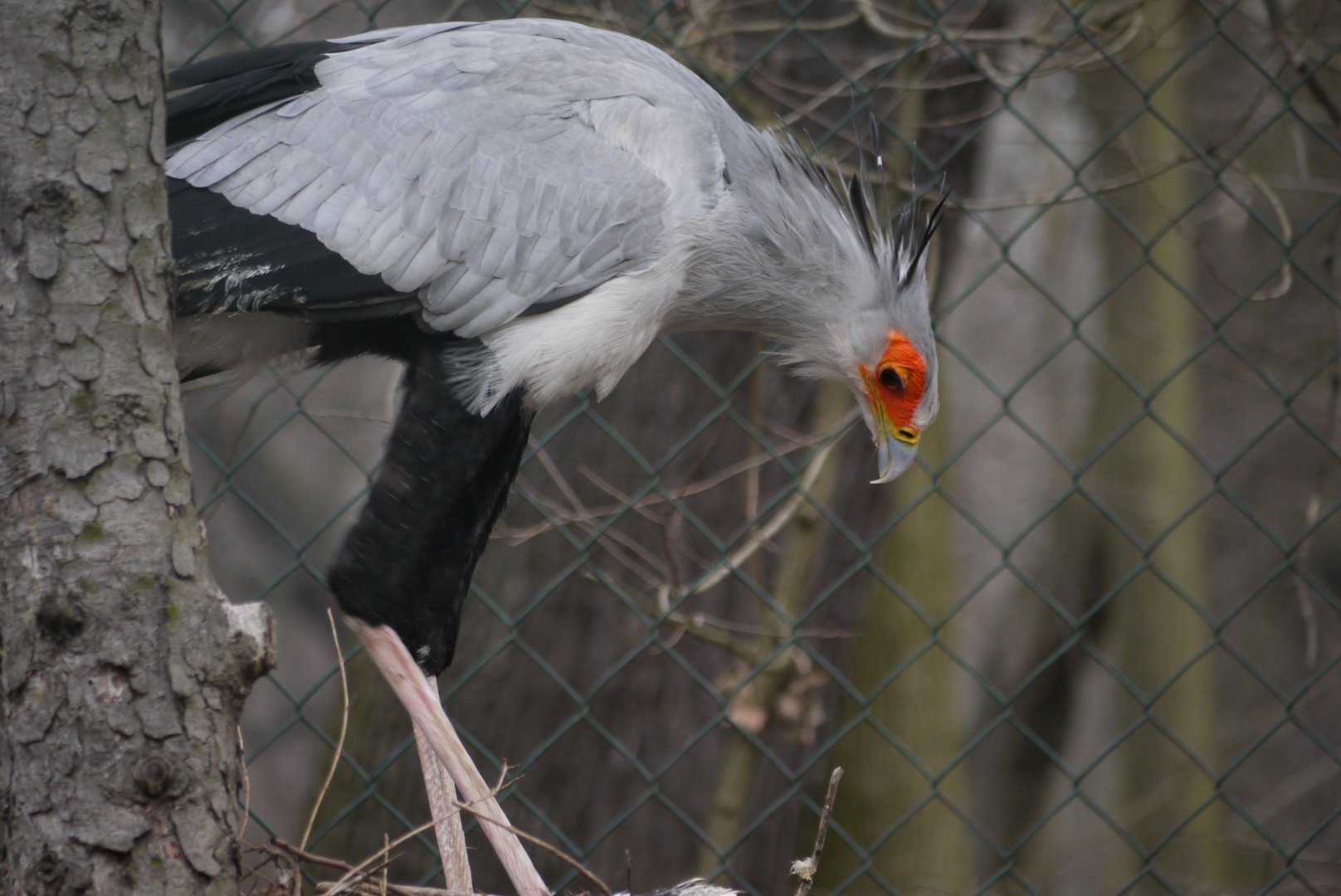 Secretary Bird