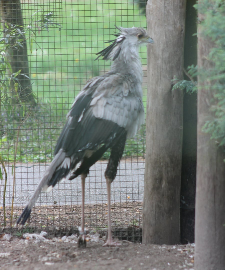 Secretary bird