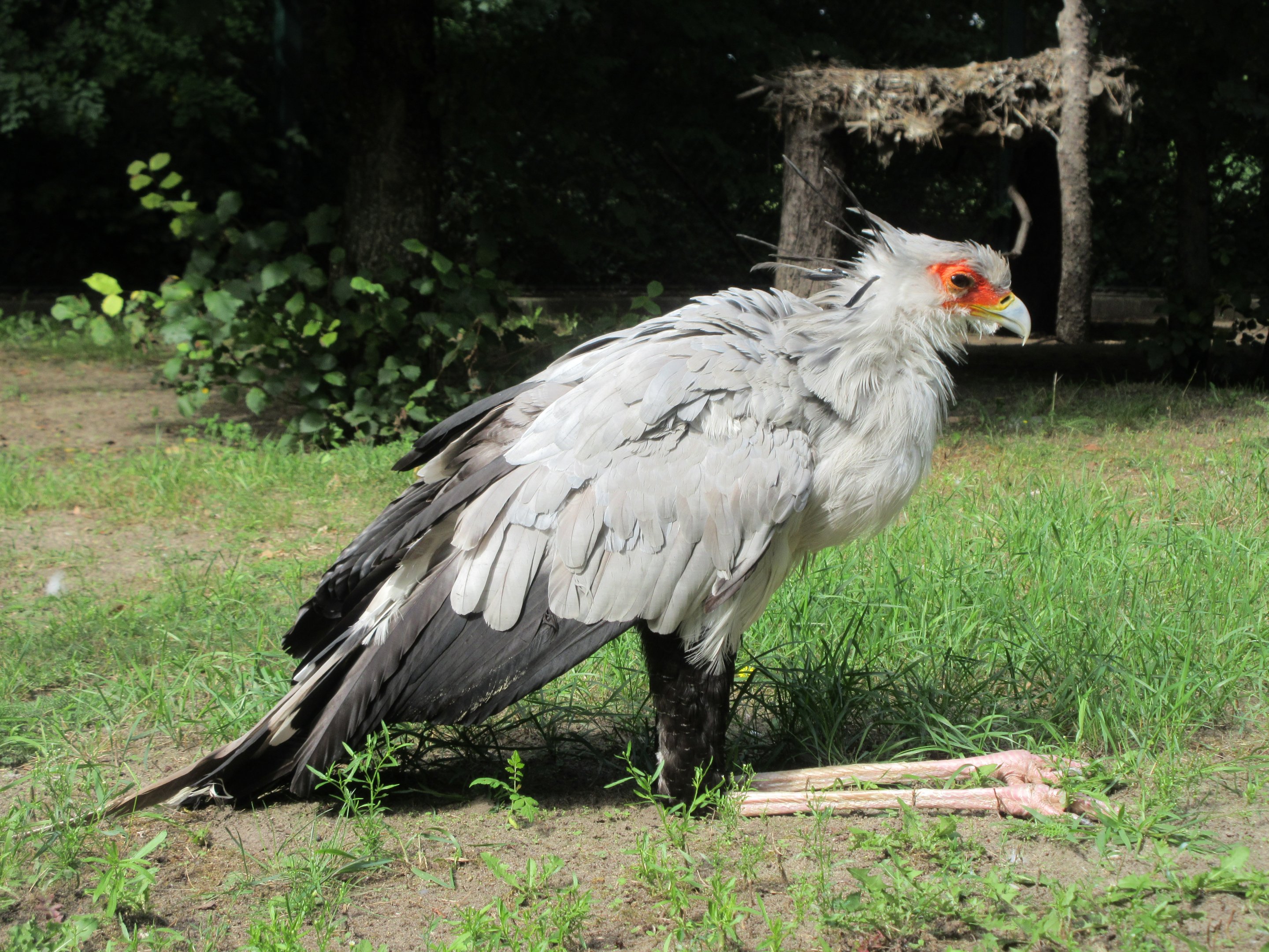 Secretary Bird