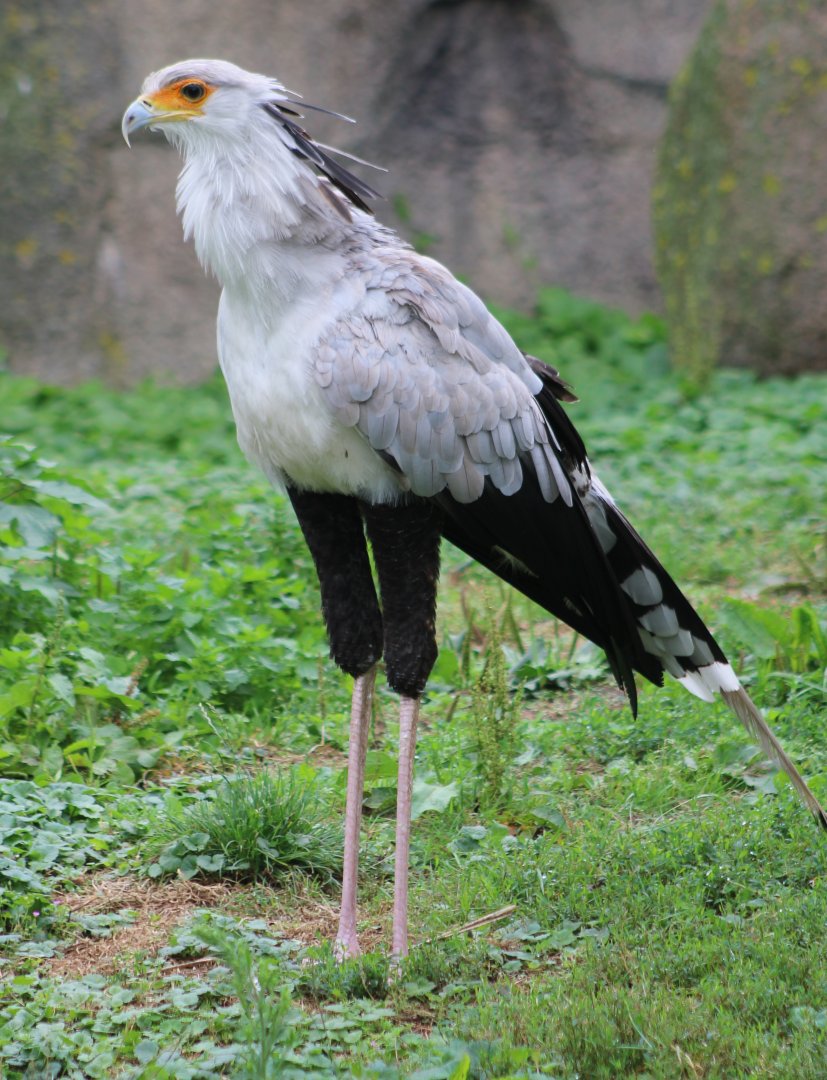 Secretary bird