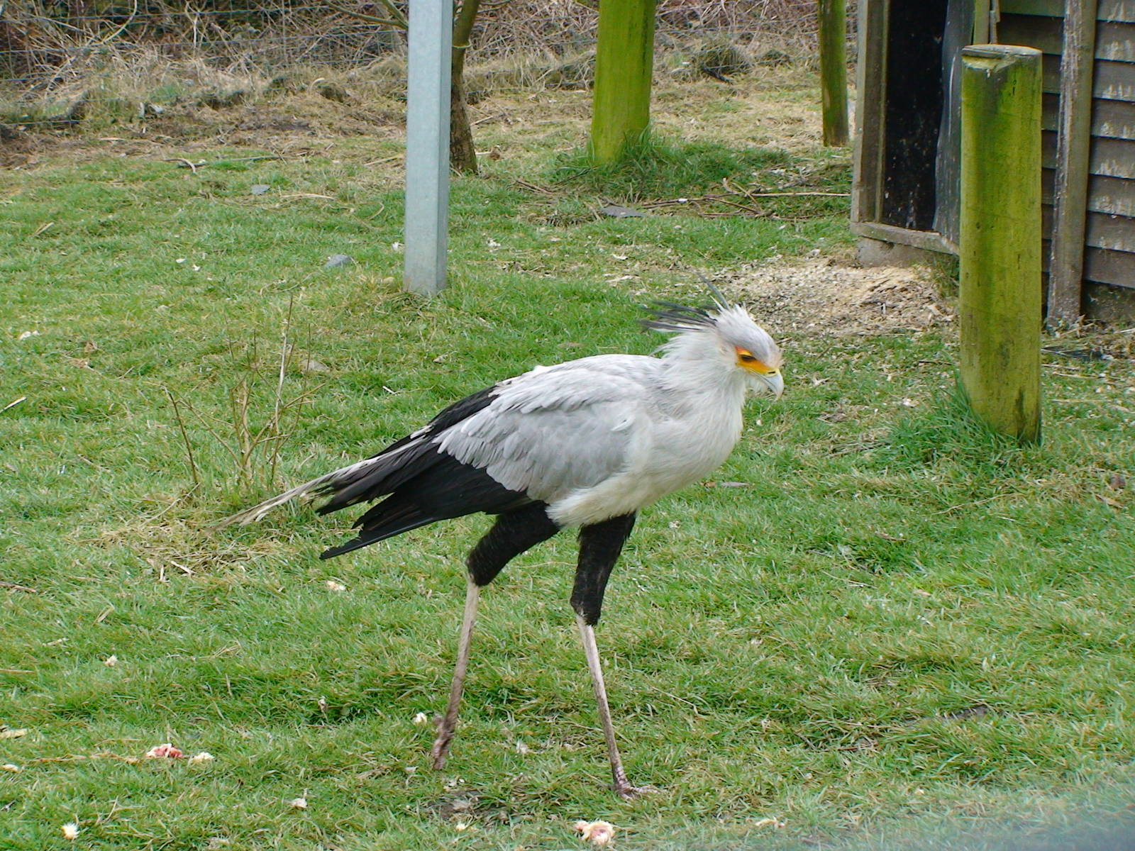 Secretary bird