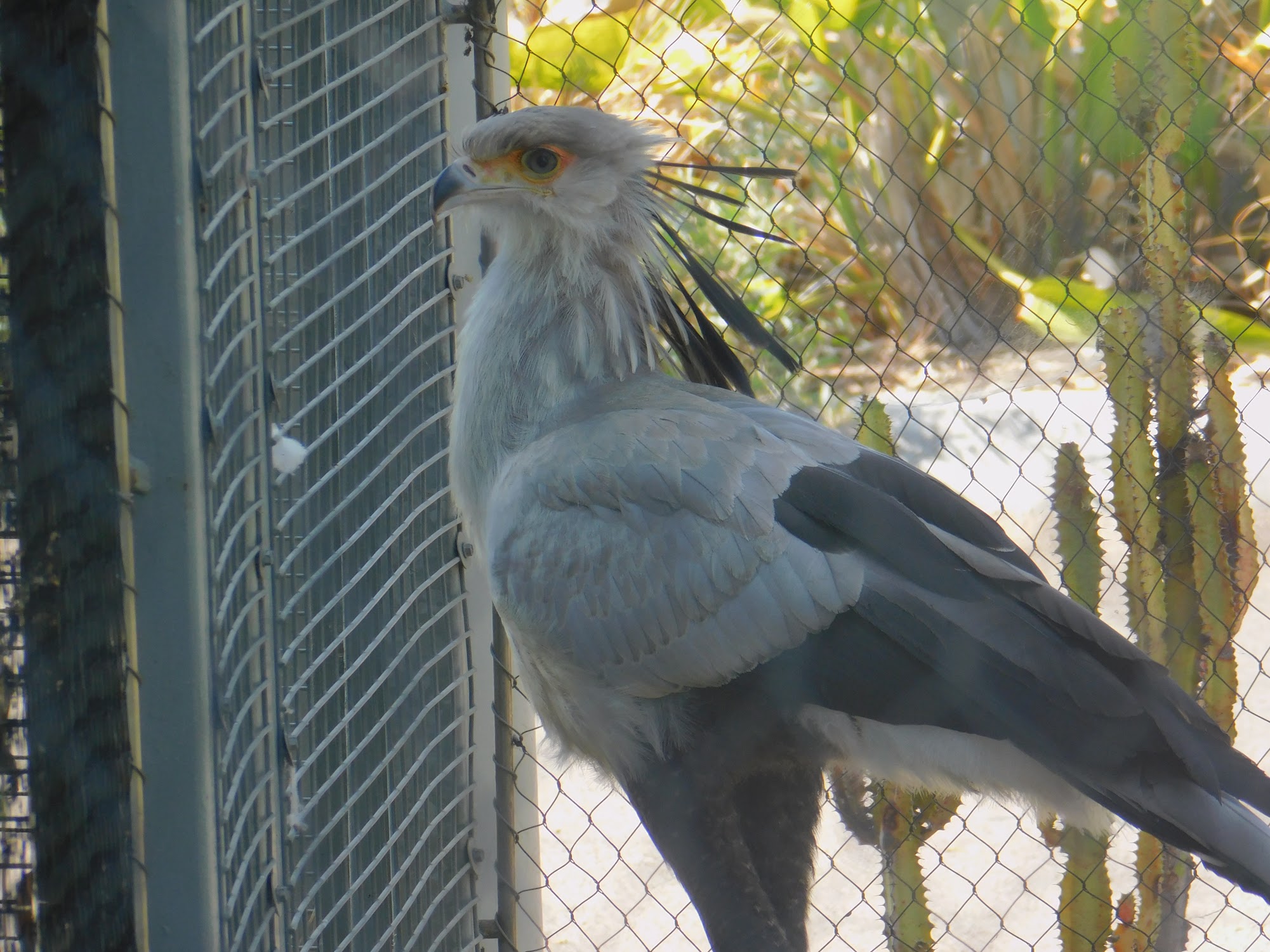 Secretary Bird