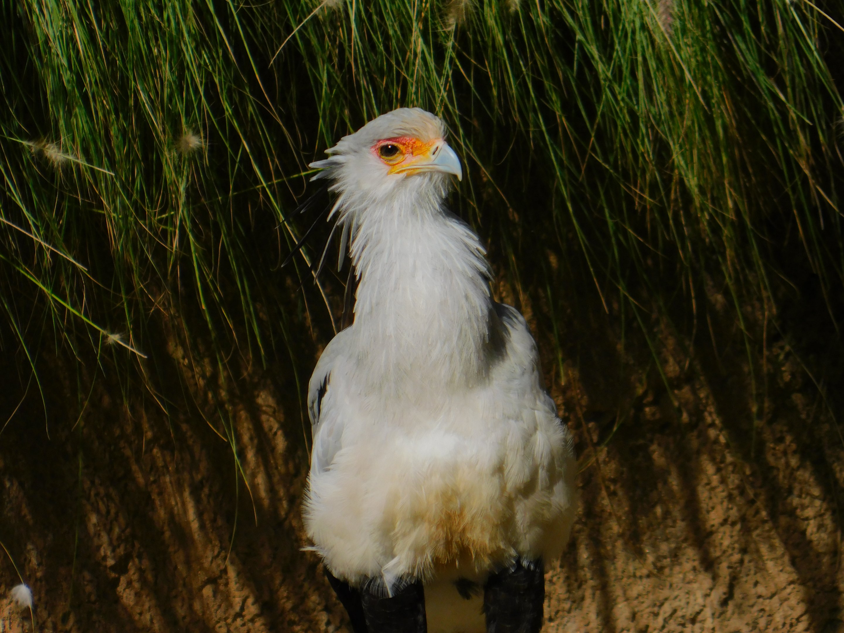 Secretary Bird