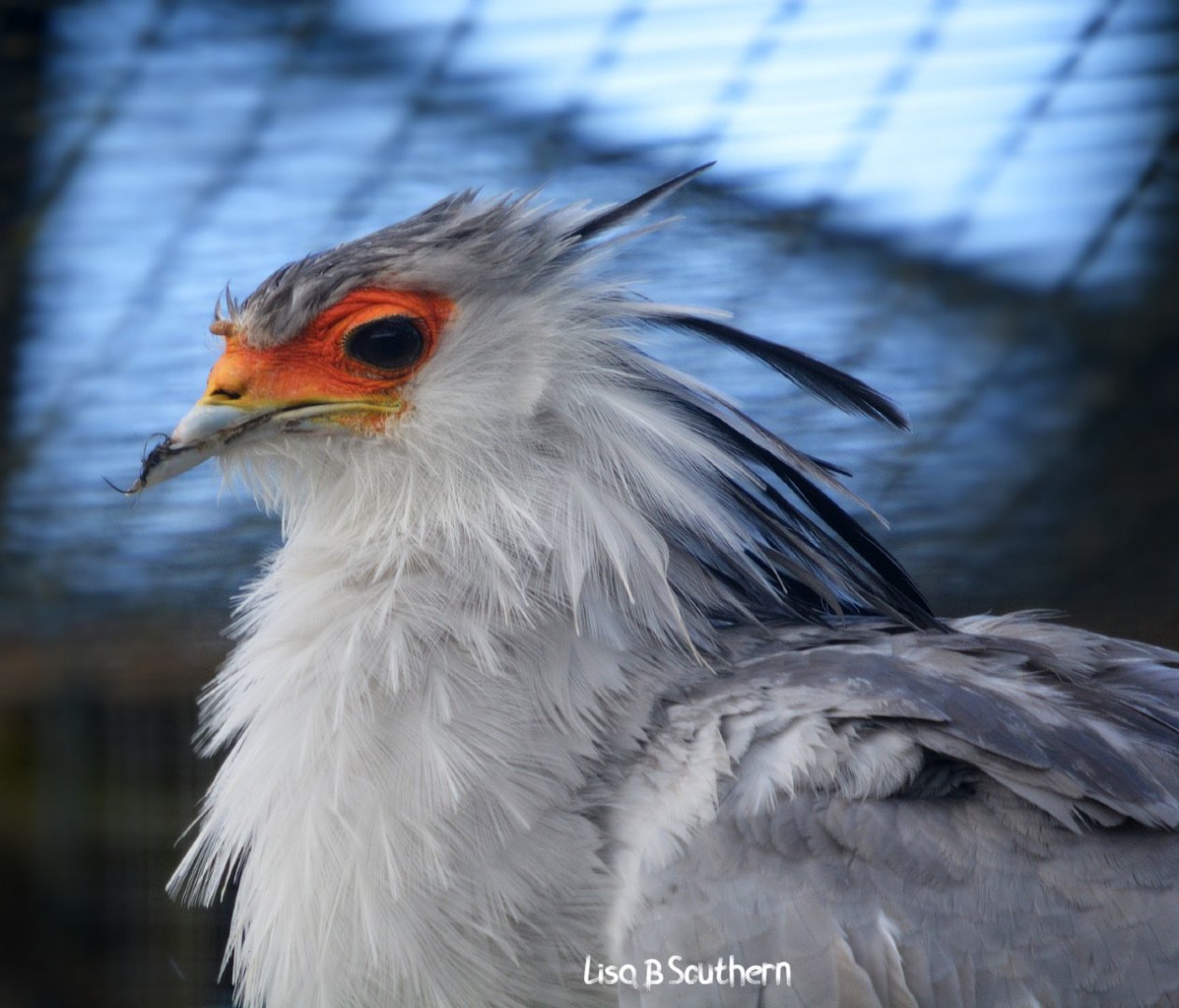 Secretary Bird