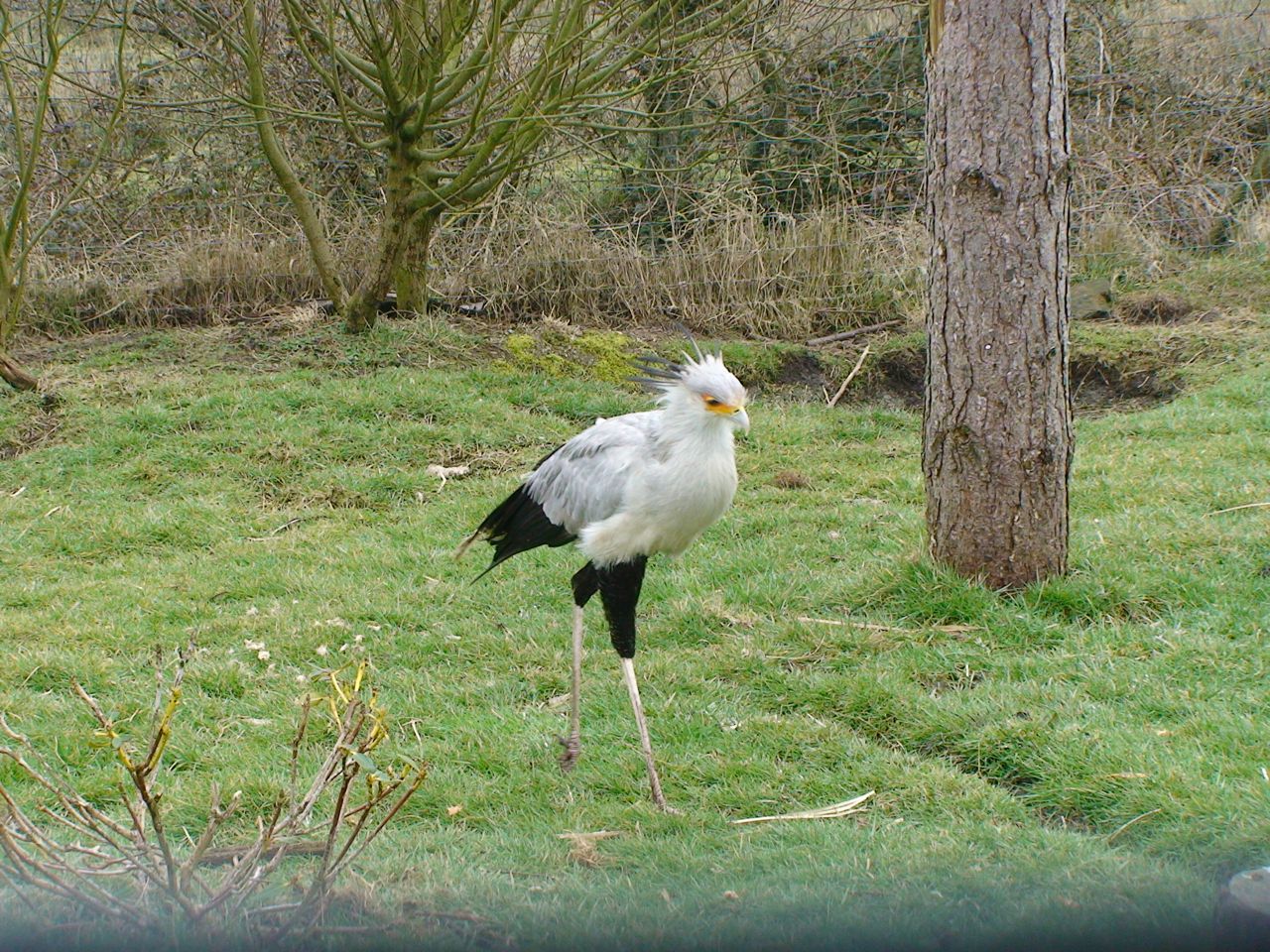 Secretary bird
