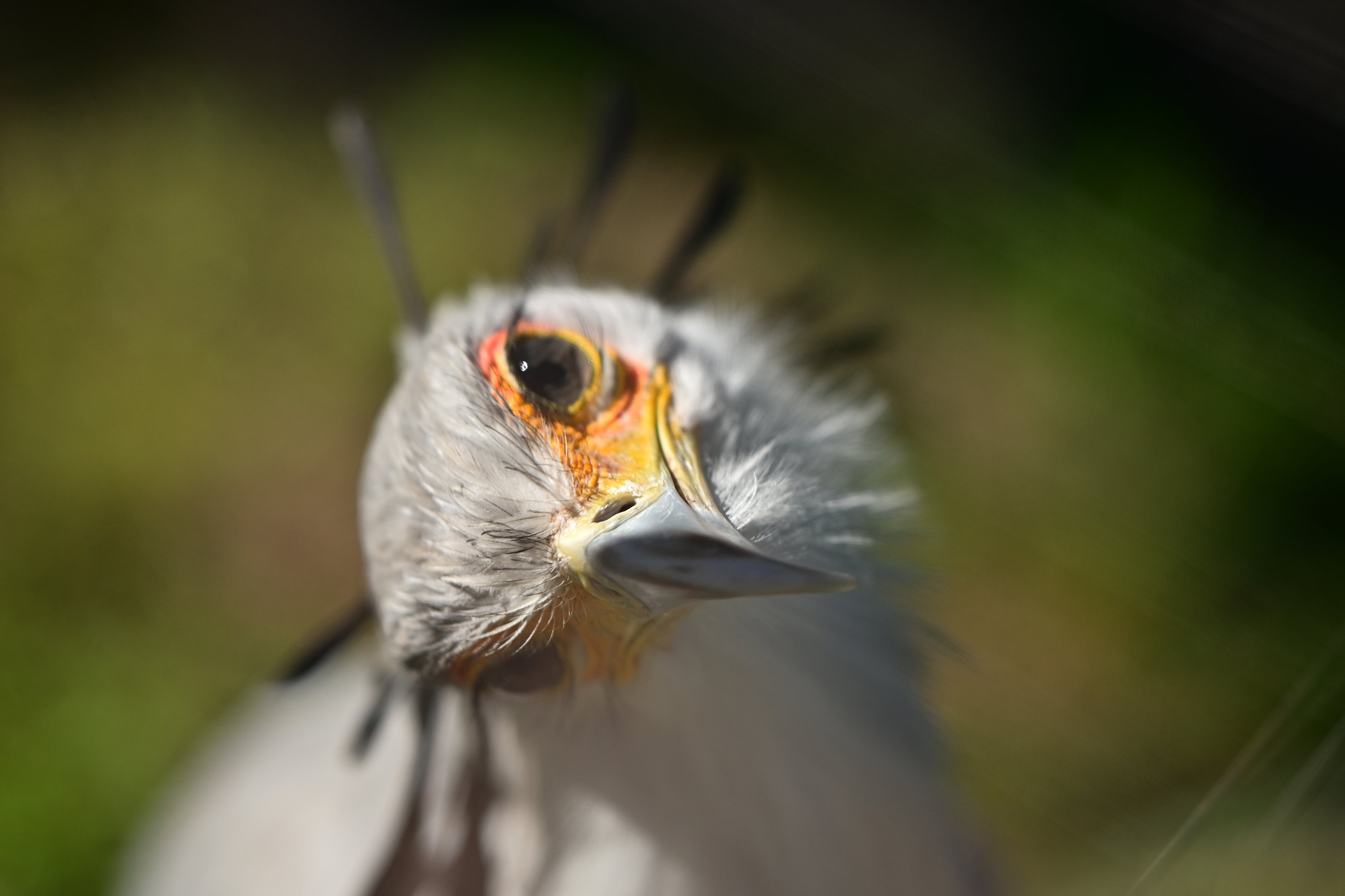 Secretary Bird