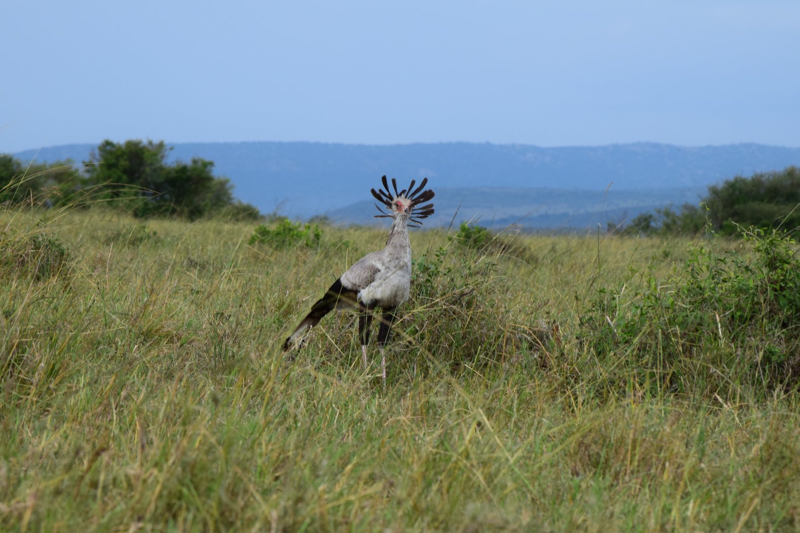 Secretary Bird