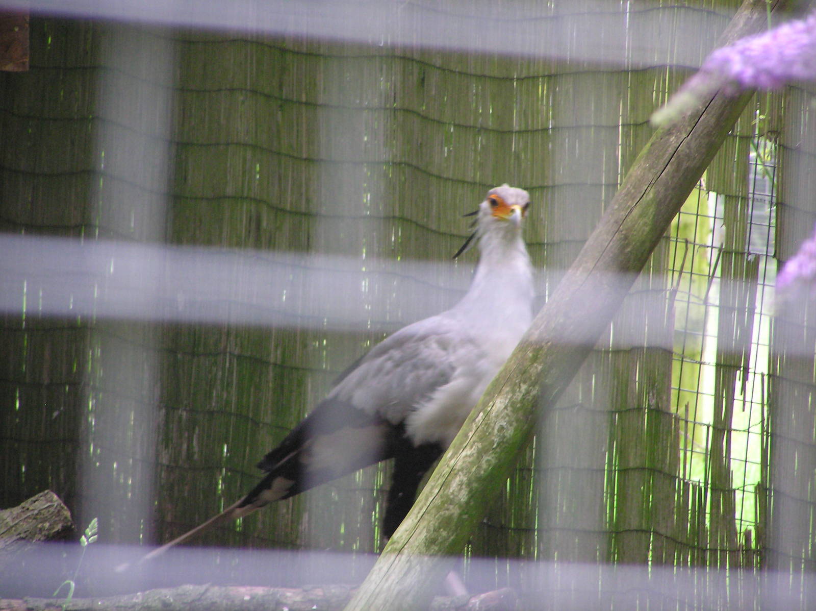 Secretary Bird