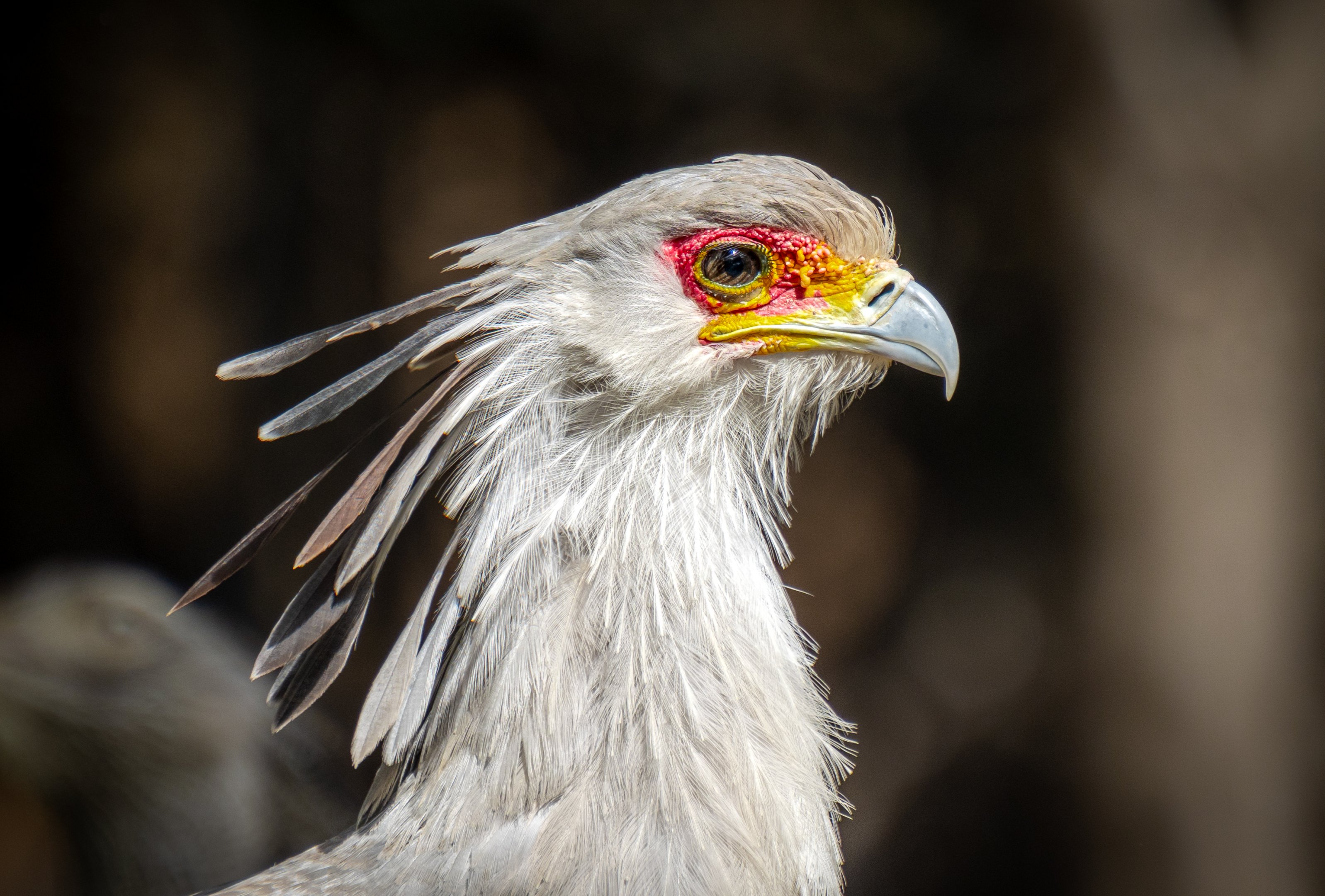 Secretary Bird