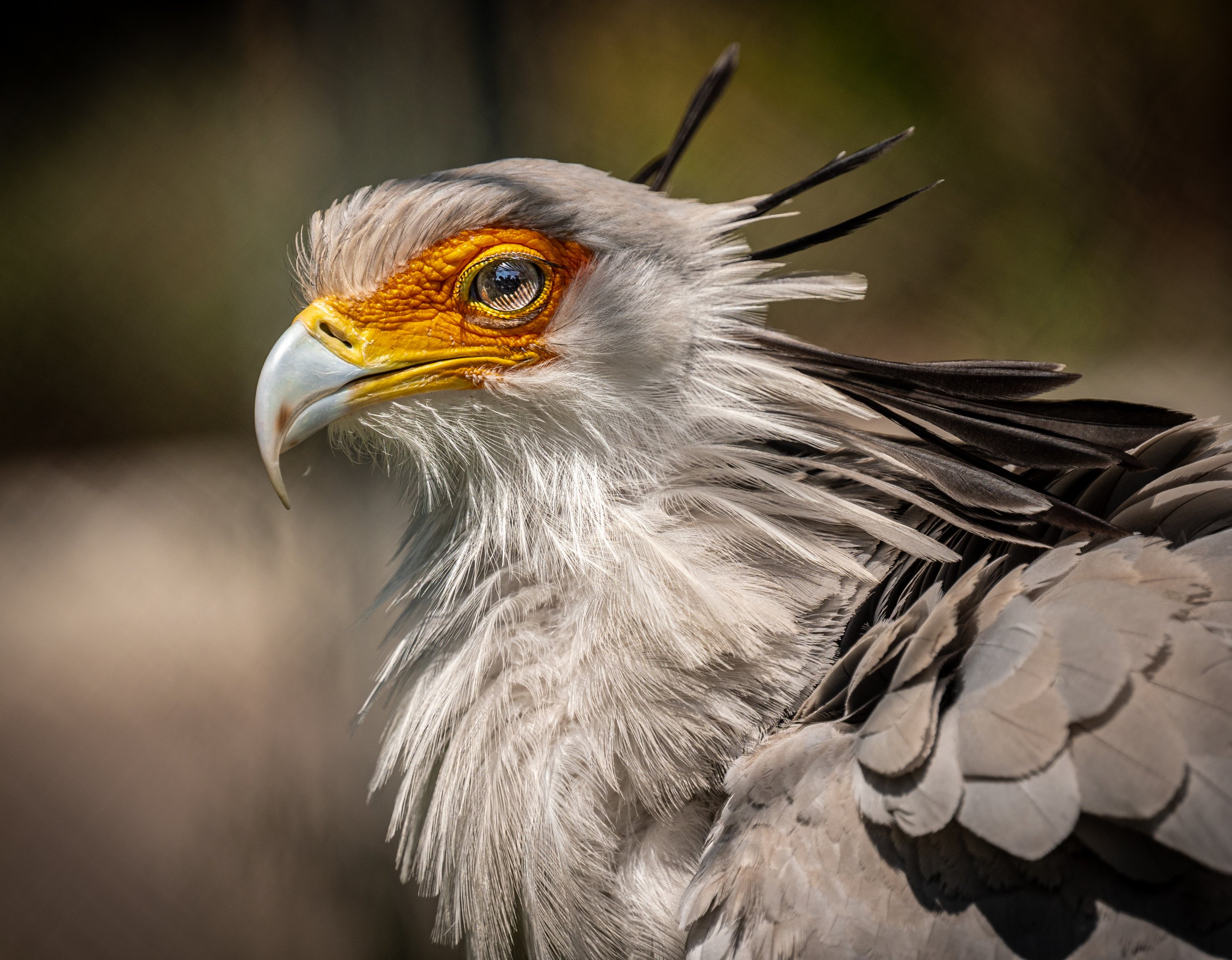 Secretary Bird