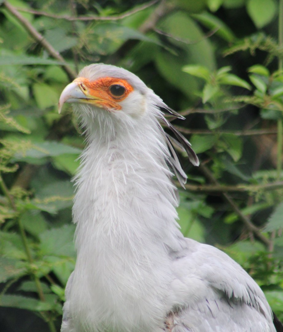 Secretary bird