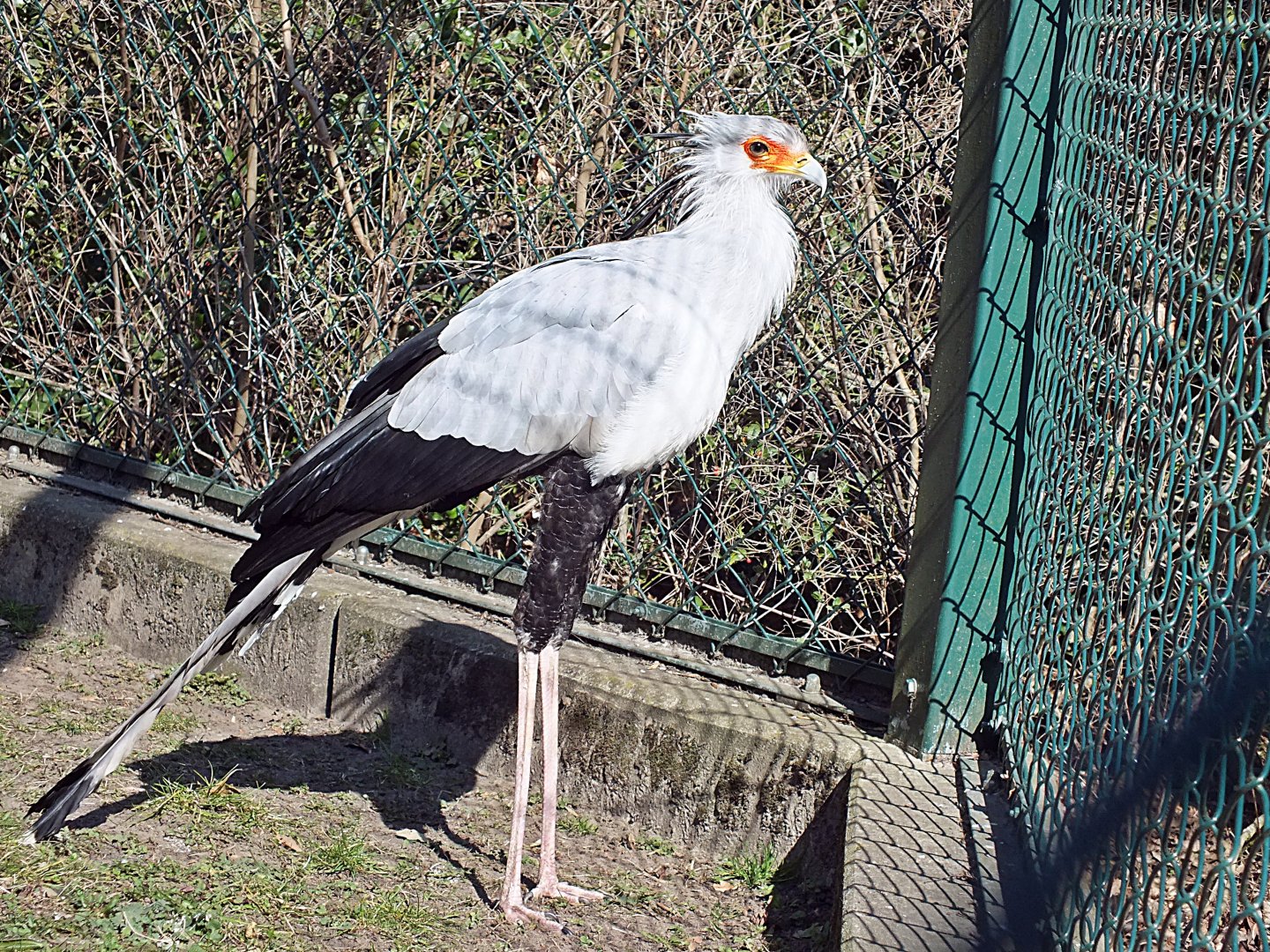 Secretary bird