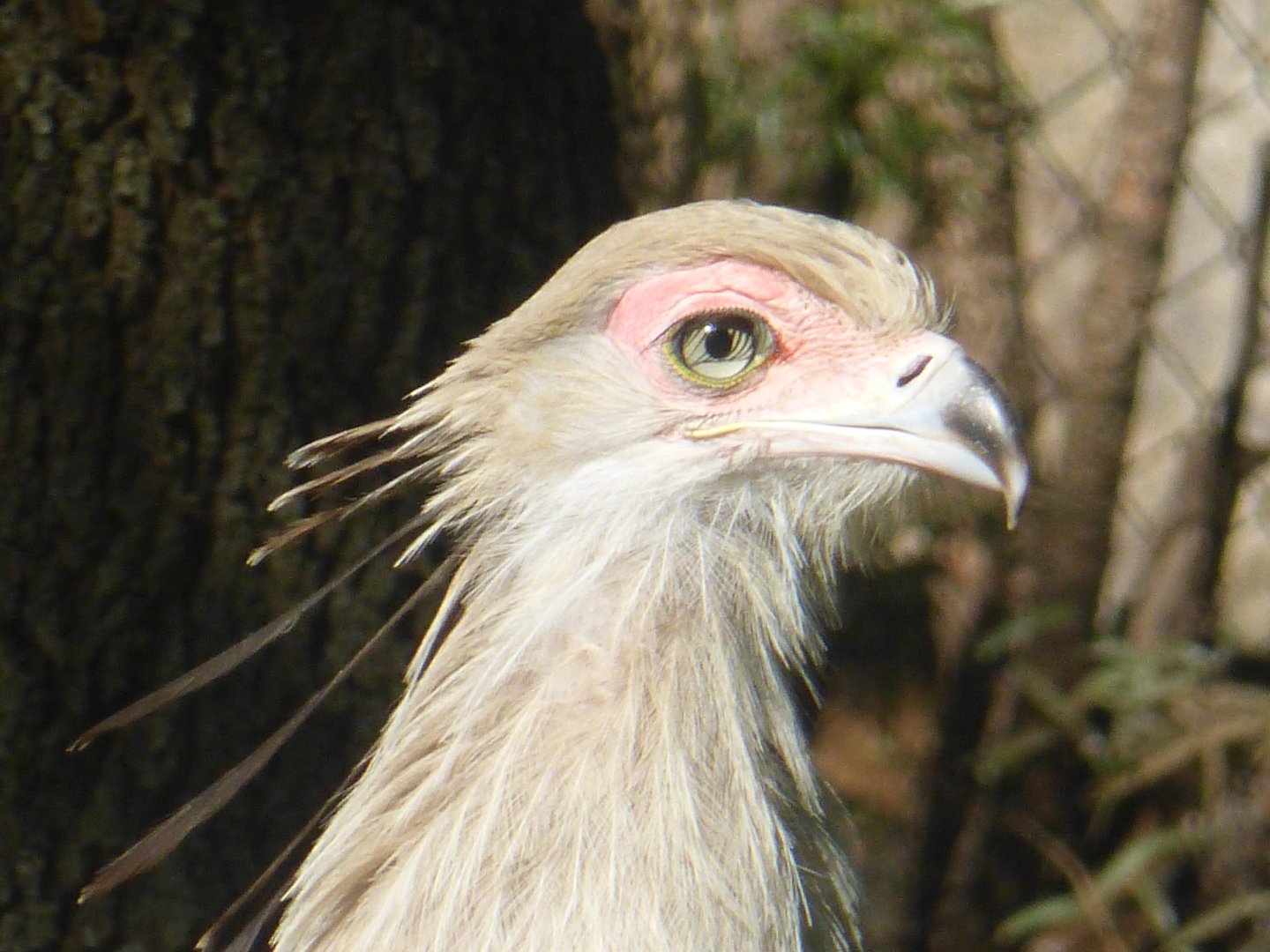 Secretary bird